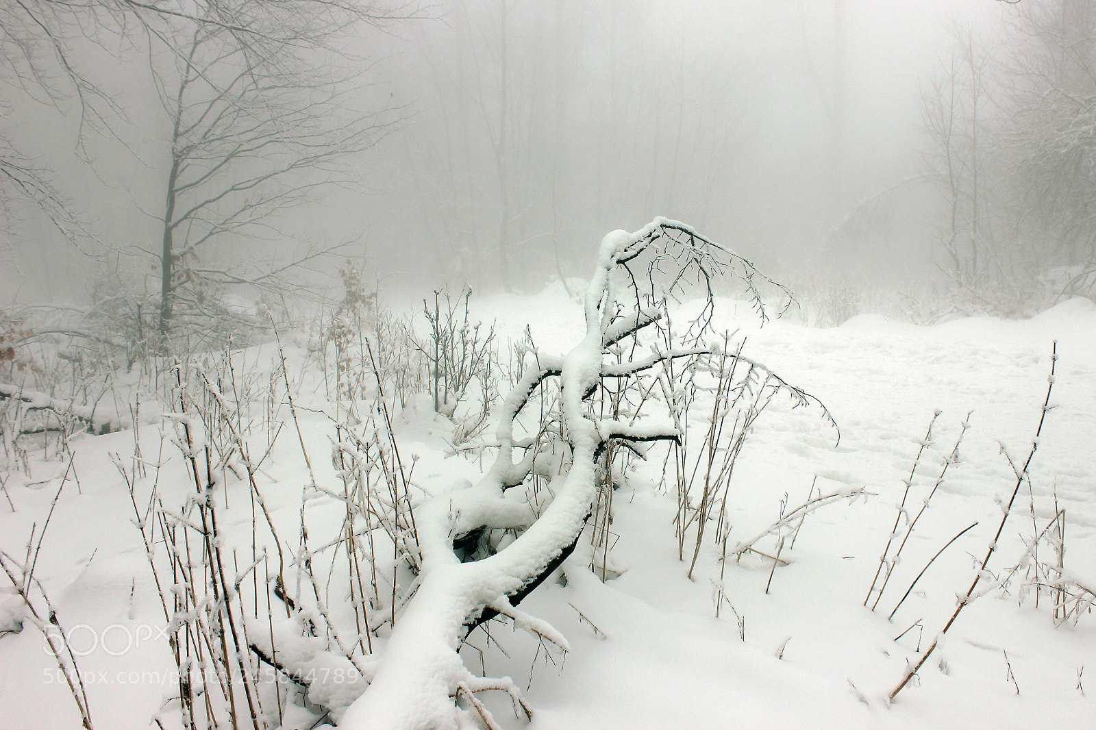 Canon EOS 600D (Rebel EOS T3i / EOS Kiss X5) sample photo. Trees in the fog photography
