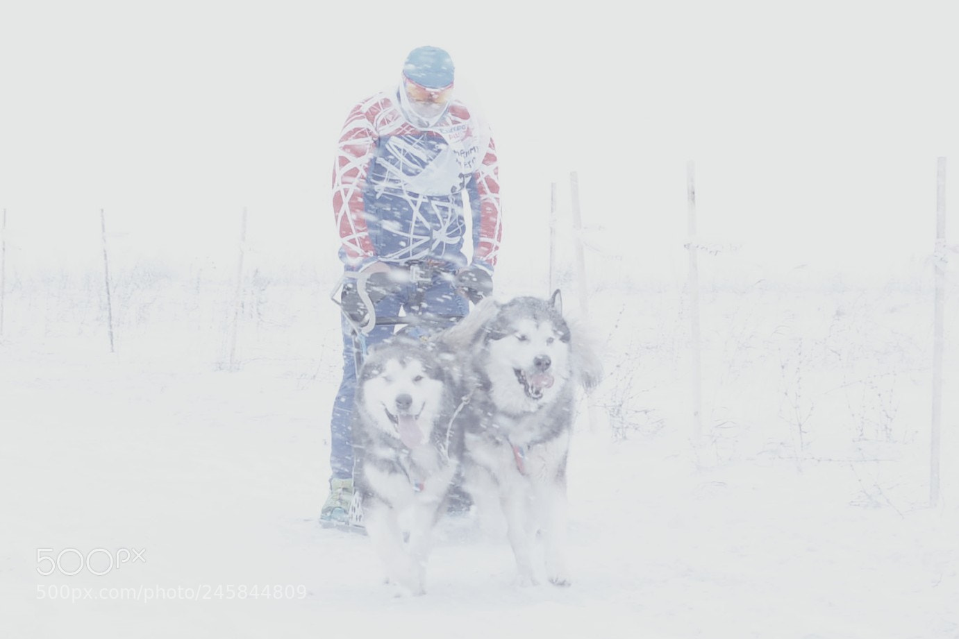 Nikon D610 sample photo. метель photography