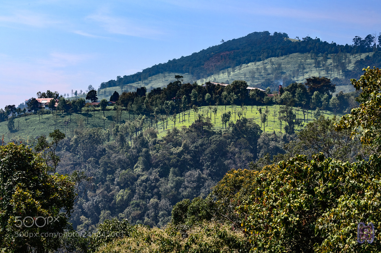 Nikon D850 sample photo. Shades of green photography