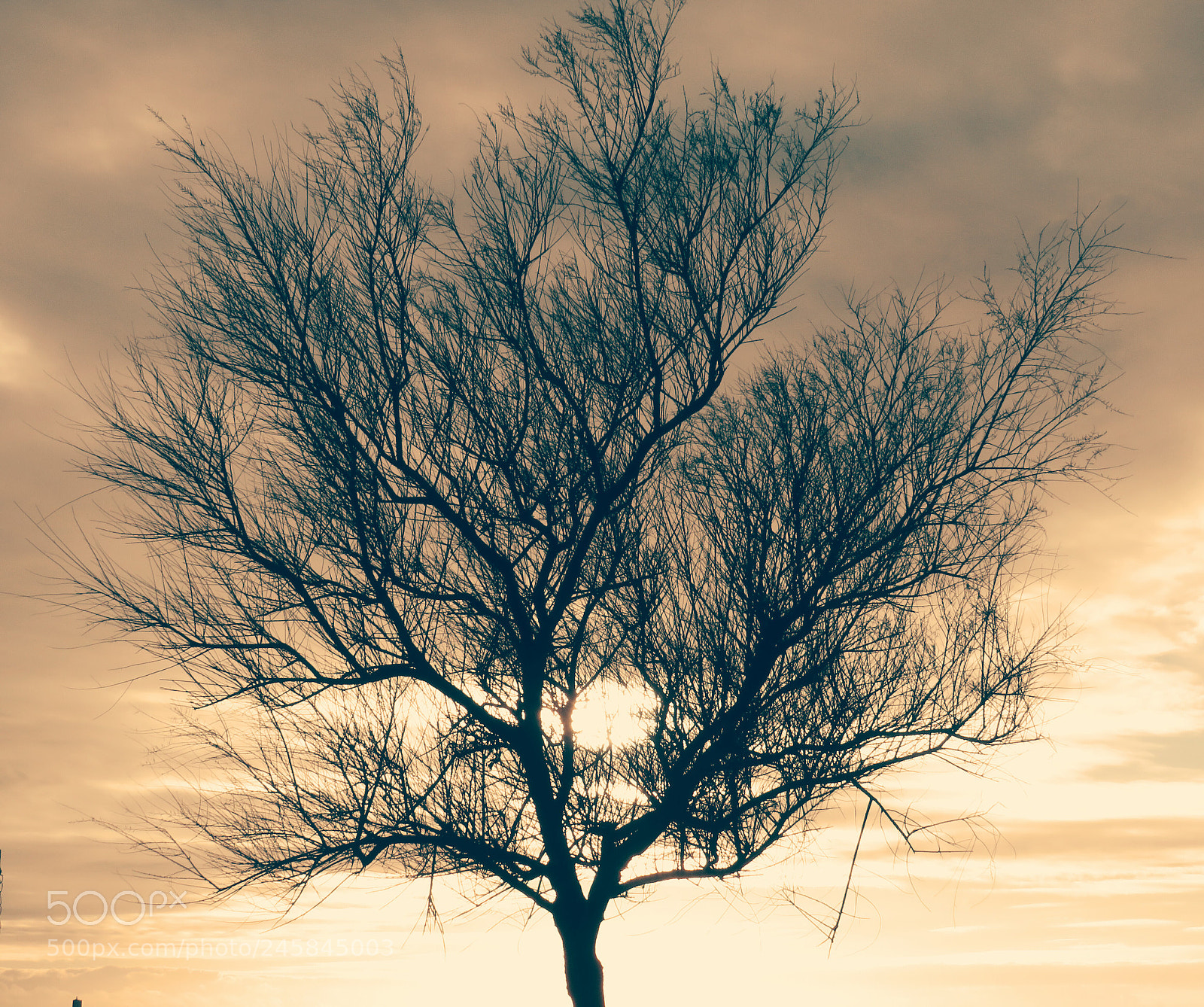 Canon PowerShot SX540 HS sample photo. Tree sunset photography