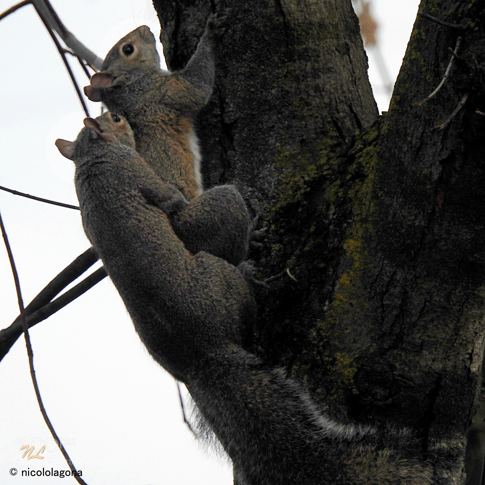 Nikon Coolpix P900 sample photo. La vita che continua photography