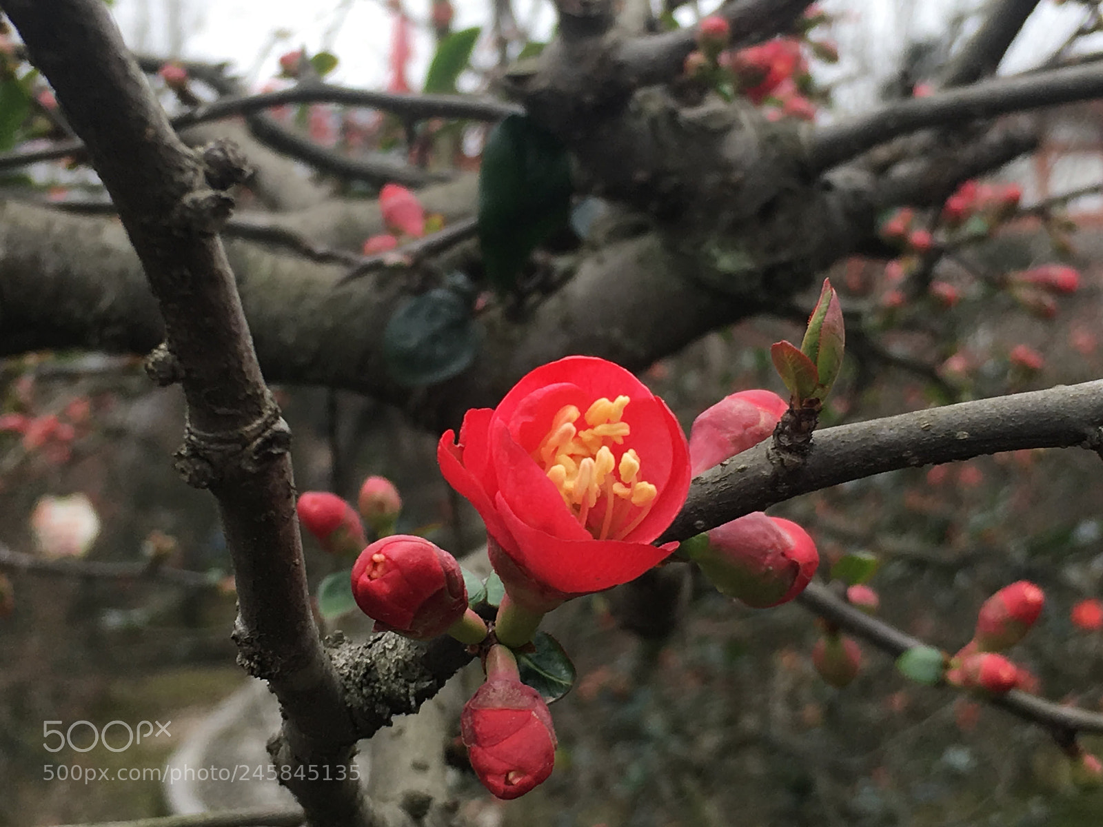 Apple iPhone 6s sample photo. ベゴニア photography