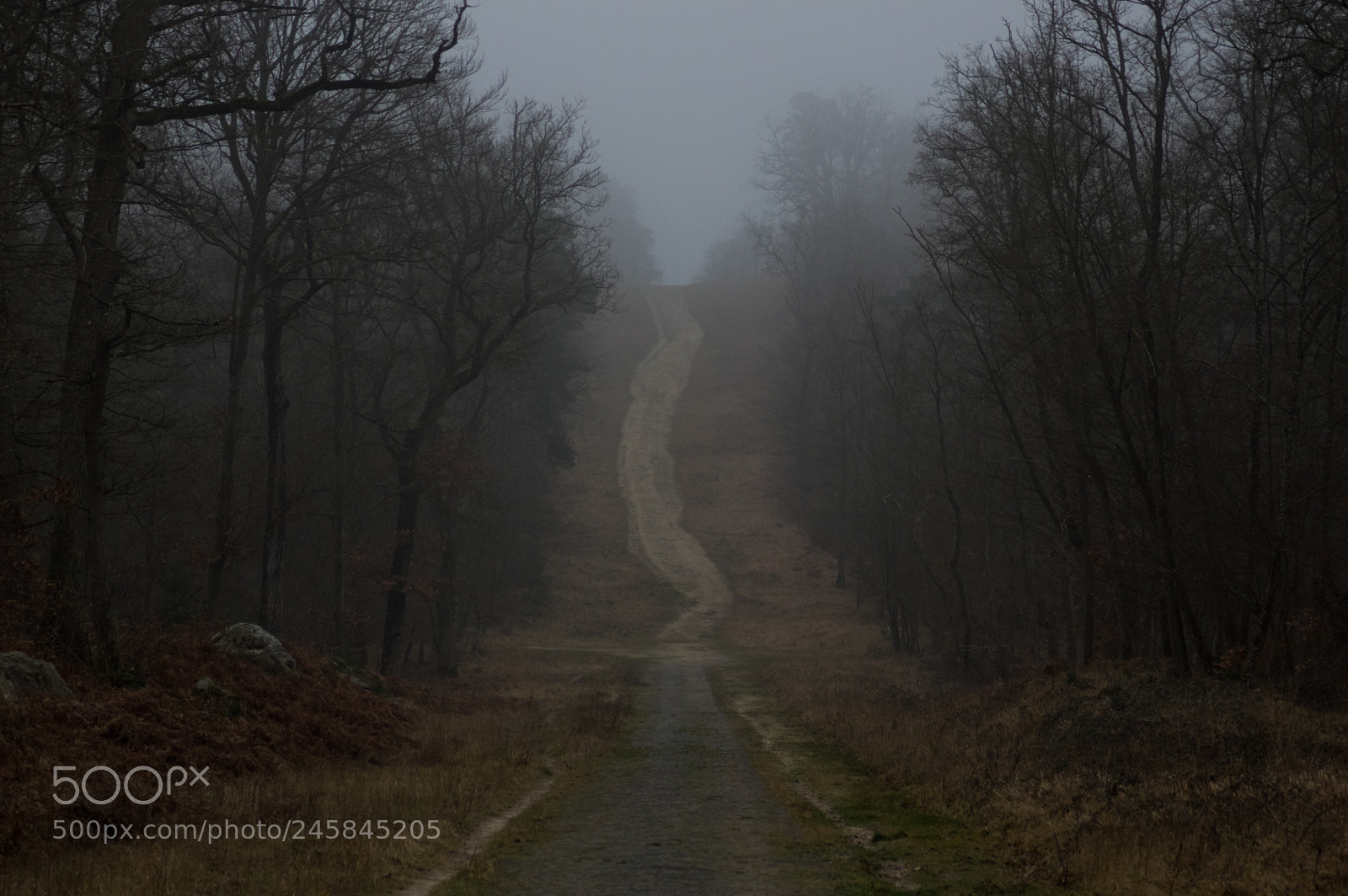 Pentax K-3 sample photo. Forest road, fontainebleau photography