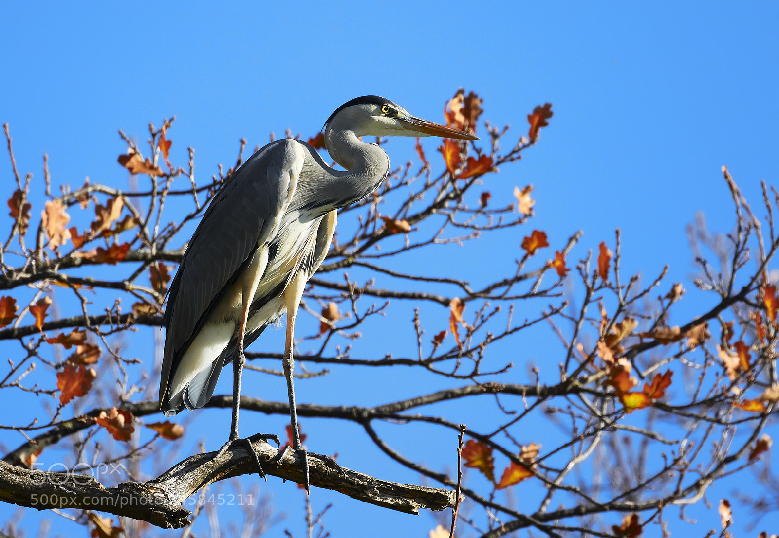 Canon EOS 7D Mark II sample photo. Wintersun photography