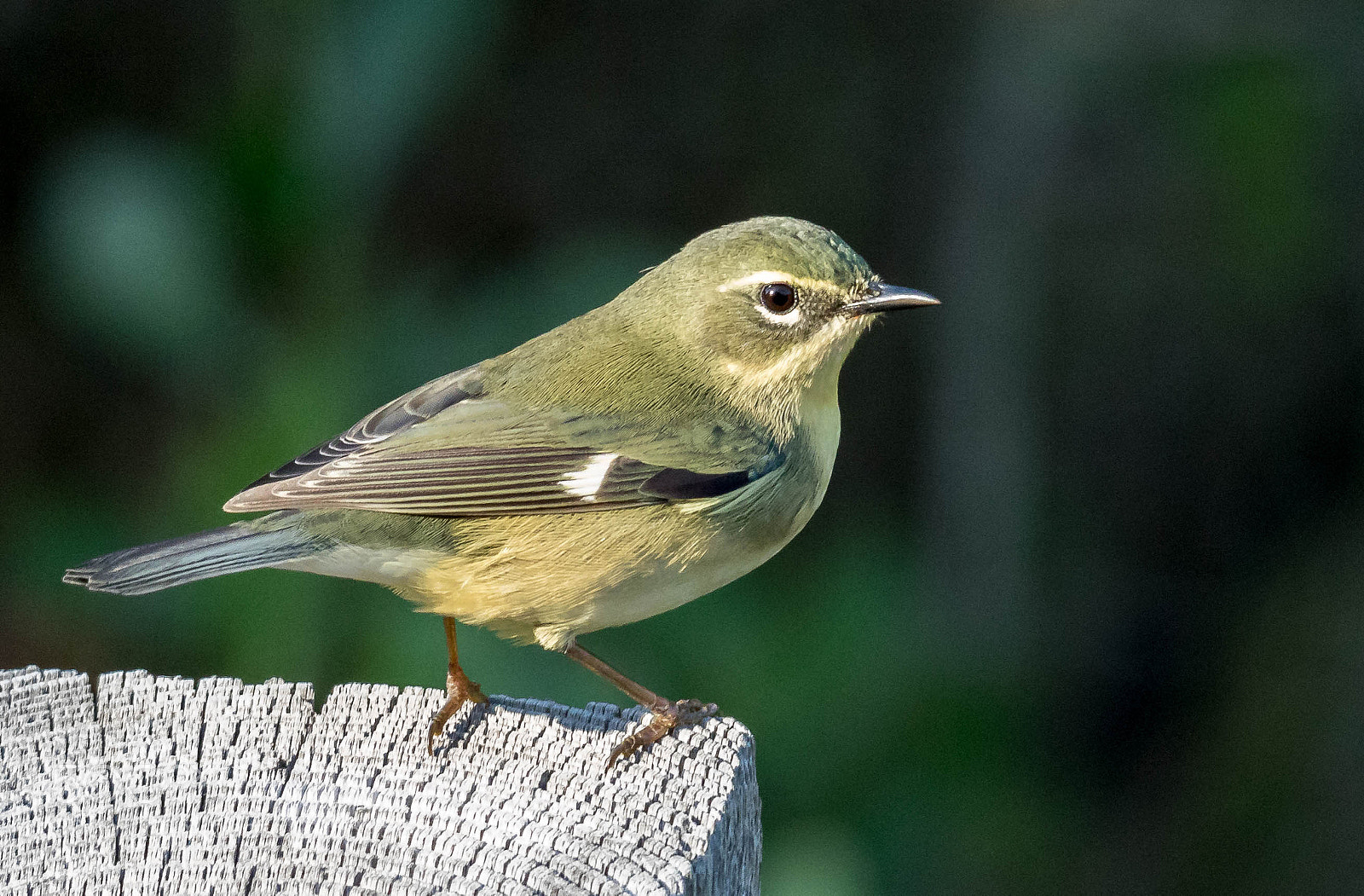 Canon EOS 7D Mark II sample photo. Black-throated blue warbler photography