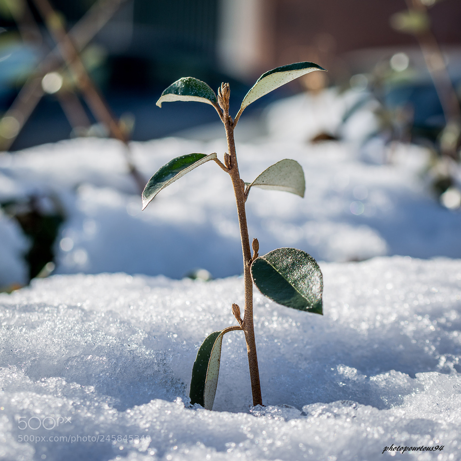 Nikon D7100 sample photo. Troène neige photography