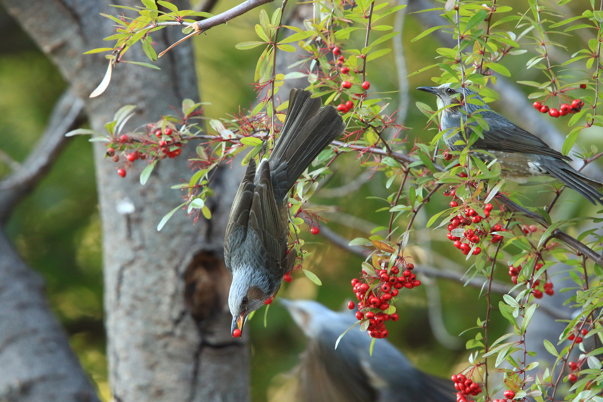 Canon EOS 7D Mark II + Canon EF 400mm F2.8L IS USM sample photo. Brown-eared bulbul 鵯 ヒヨドリ photography