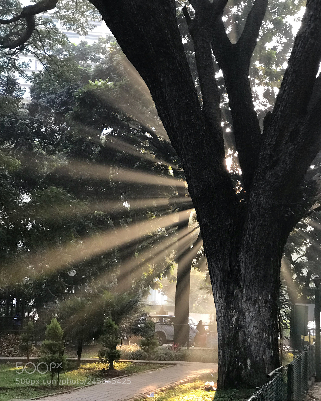 Apple iPhone 7 Plus sample photo. A beautiful morning photography