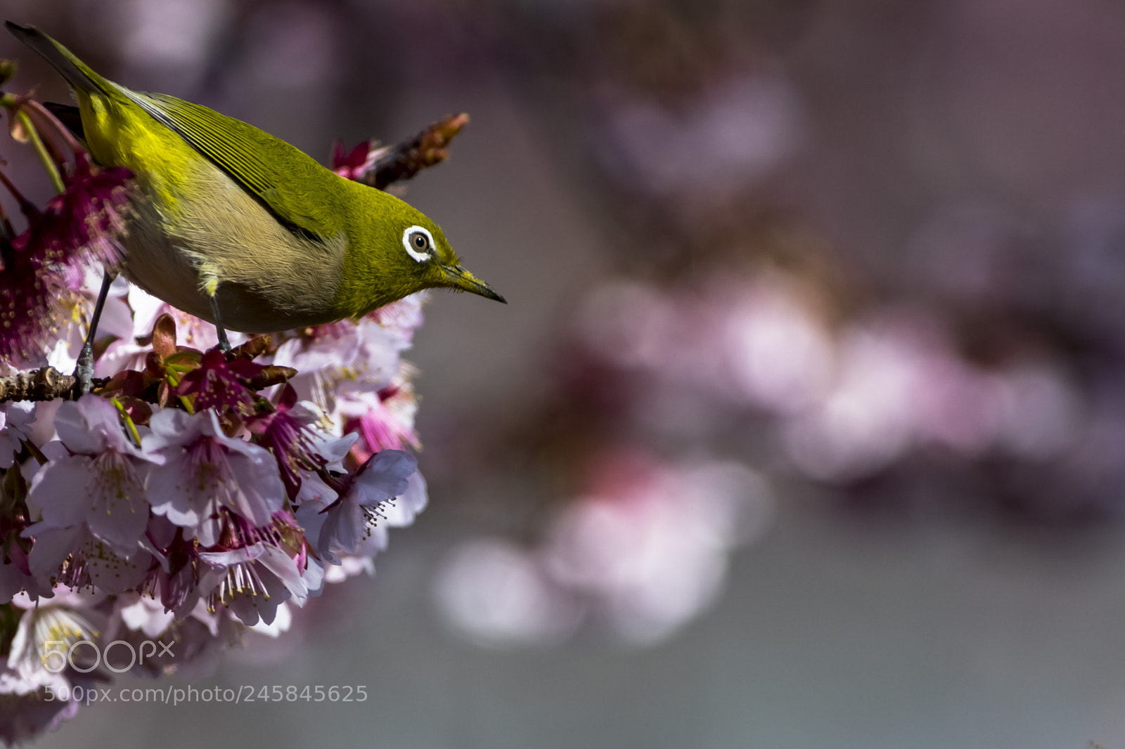Pentax K-3 sample photo. White-eye photography