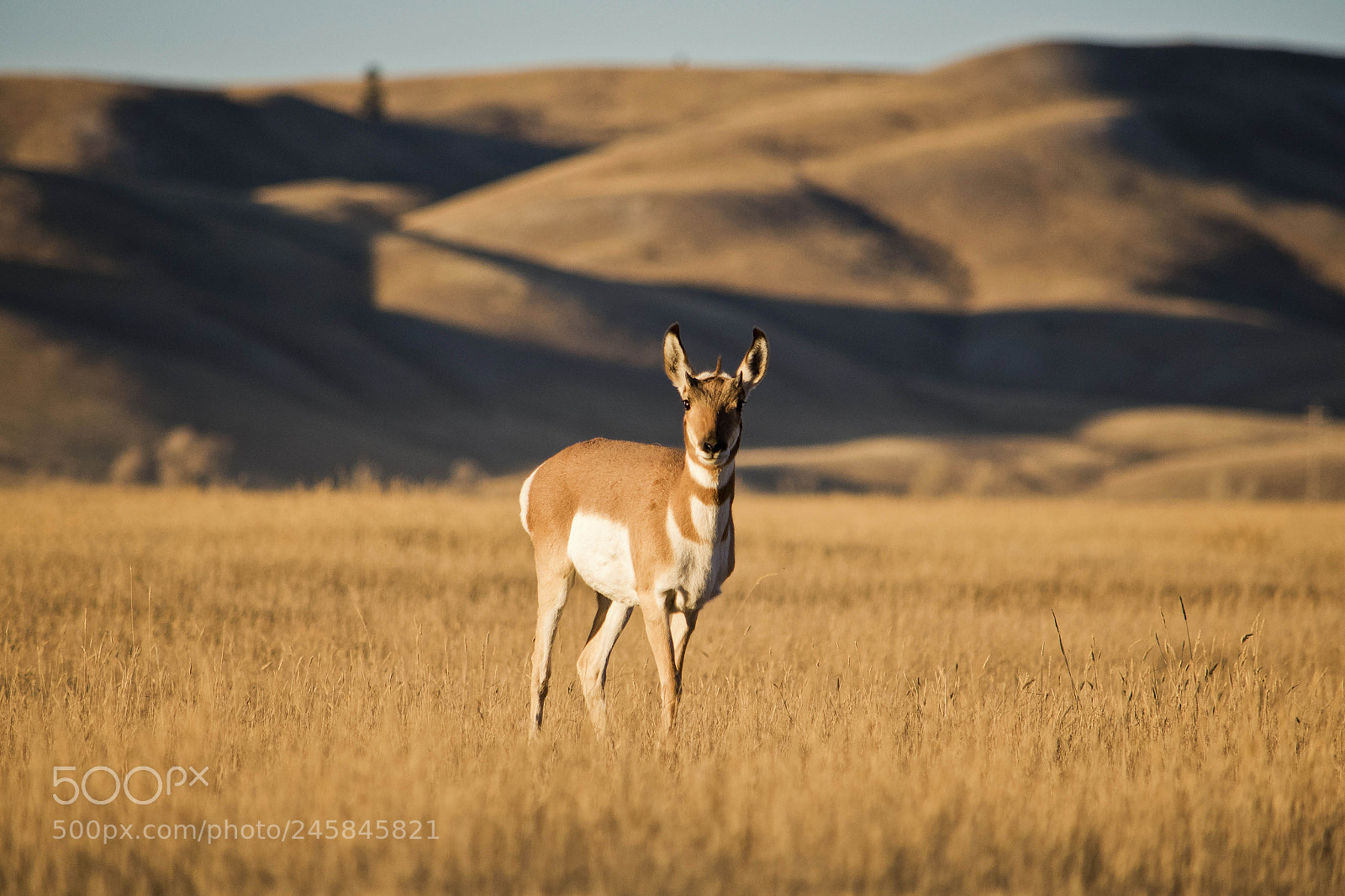 Nikon D810 sample photo. Pronghorn 1 photography