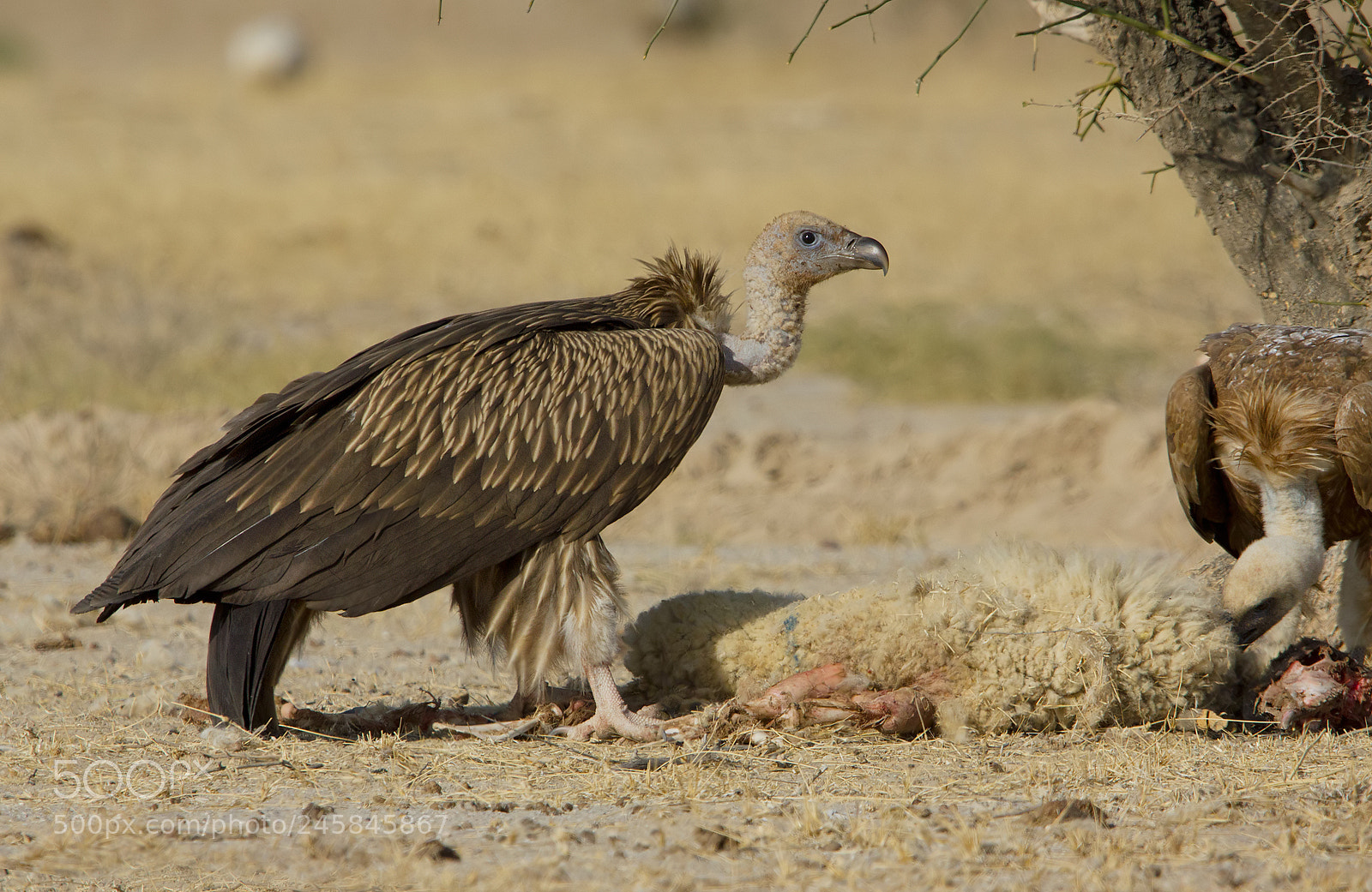 Canon EOS 550D (EOS Rebel T2i / EOS Kiss X4) sample photo. Himalayan vulture photography