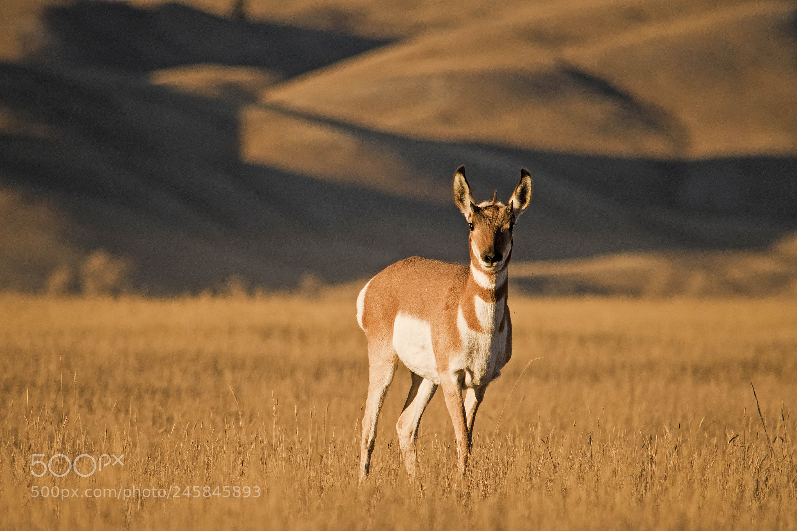 Nikon D810 sample photo. Pronghorn 2 photography
