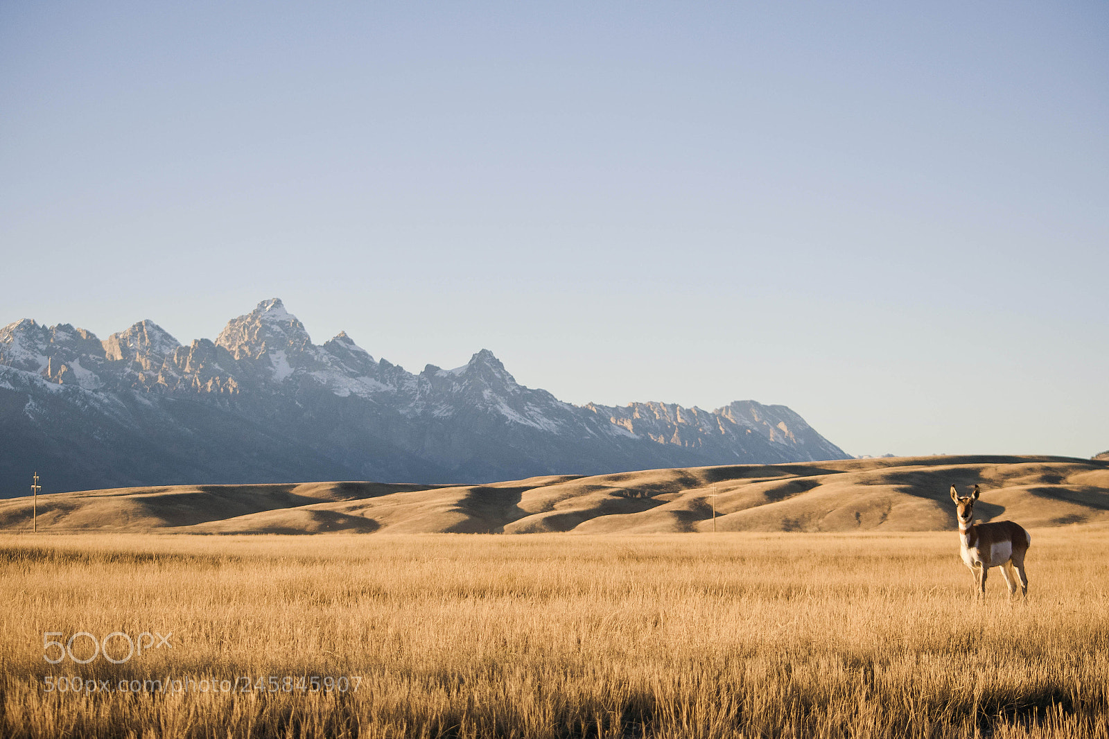 Nikon D810 sample photo. Pronghorn gtnp photography