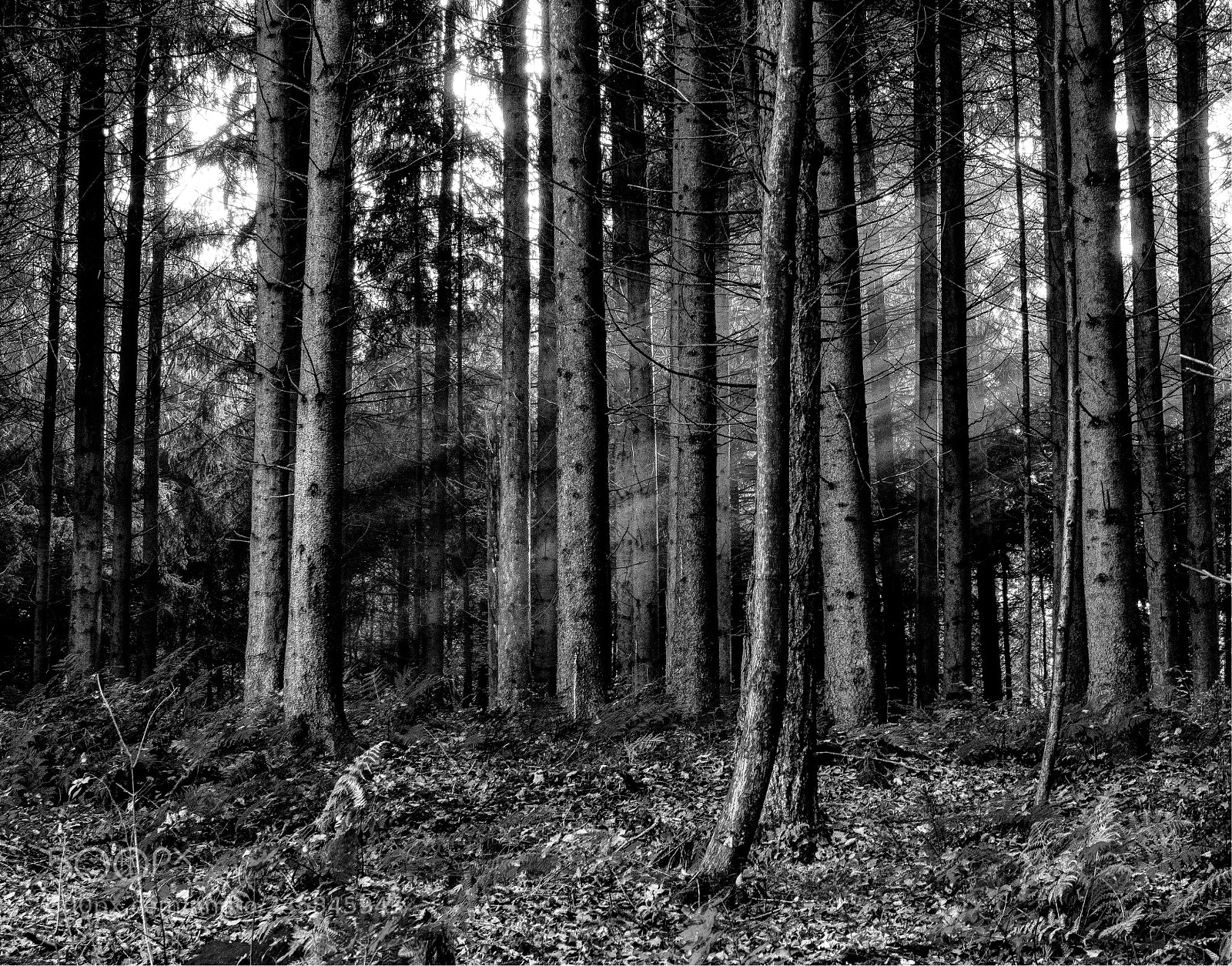 Olympus OM-D E-M5 sample photo. Forest photography