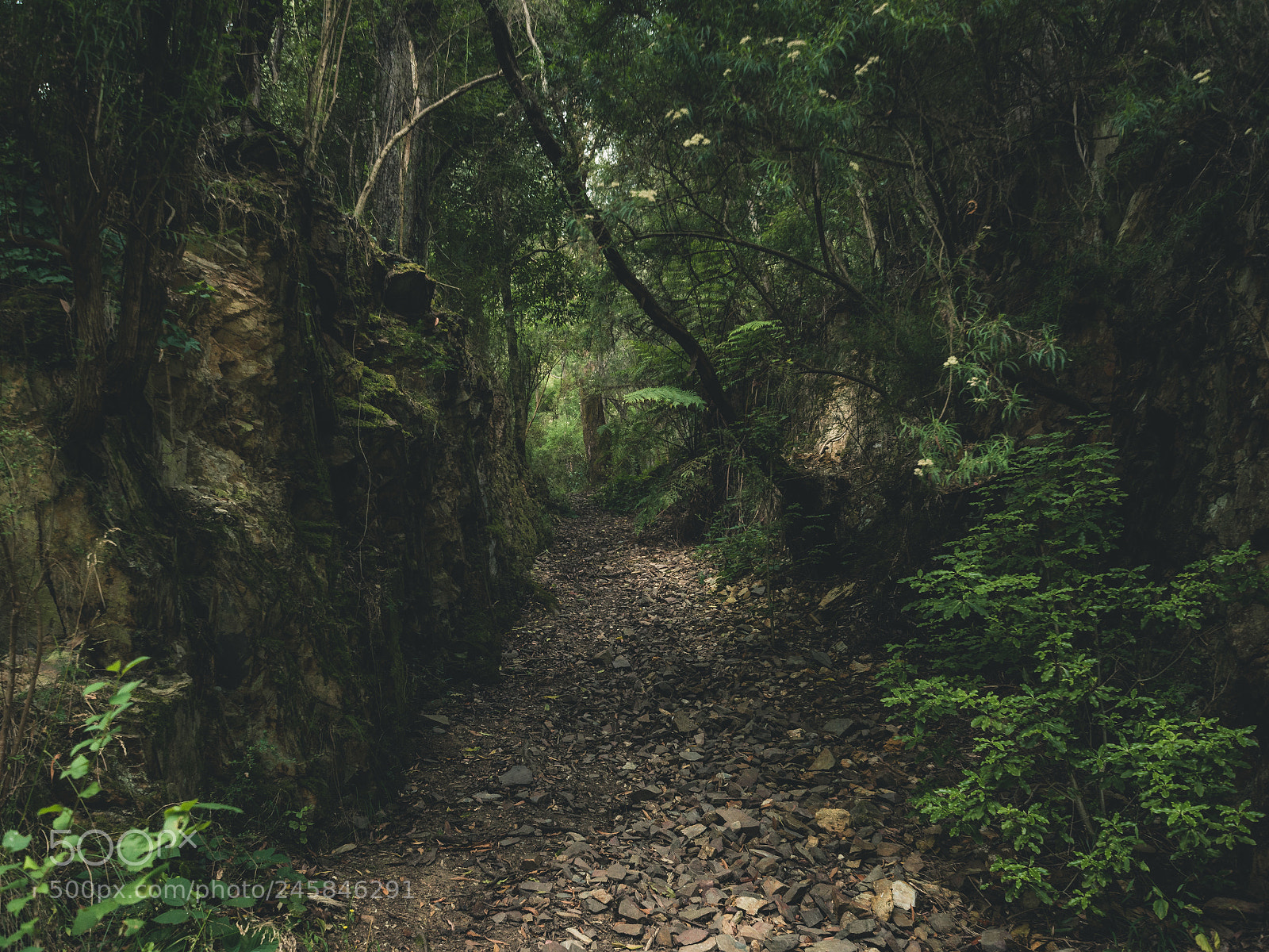 Nikon D7200 sample photo. A disused tramline at photography