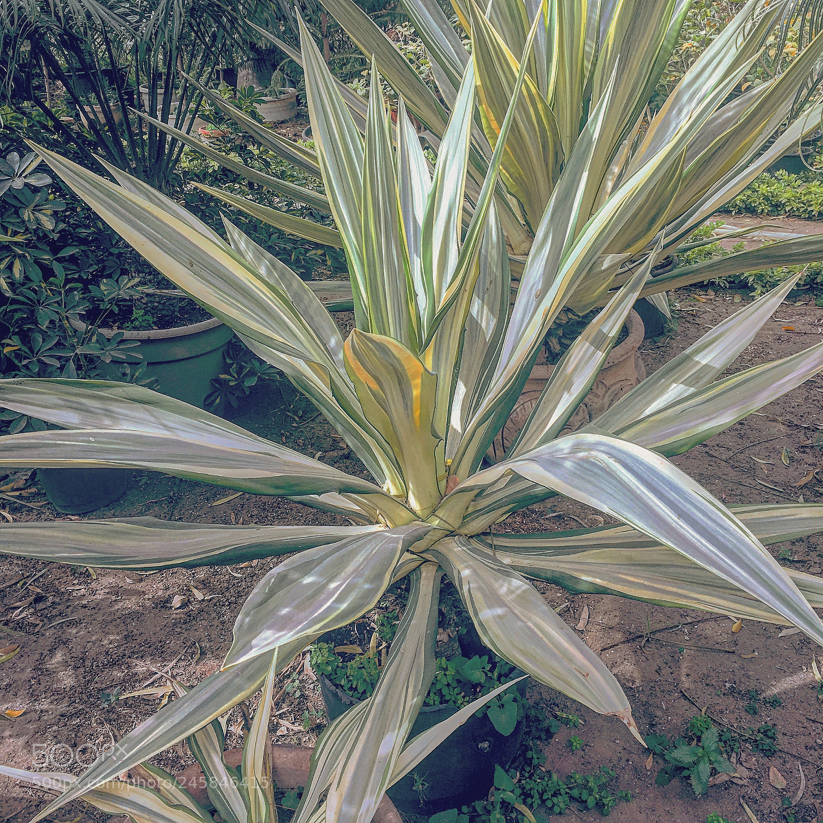 Apple iPhone 6s Plus sample photo. Untitled photography