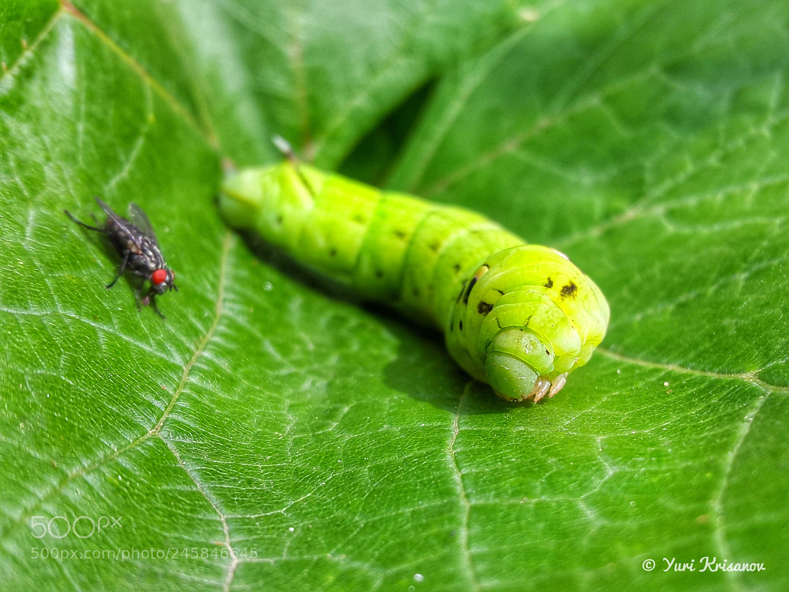 Samsung Galaxy Alpha sample photo. Large caterpillar and small photography