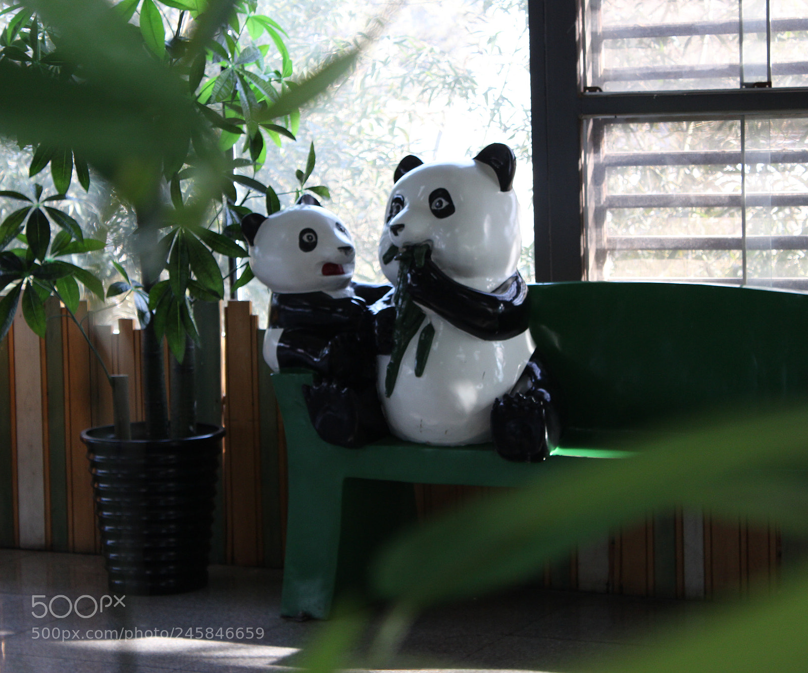 Canon EOS 600D (Rebel EOS T3i / EOS Kiss X5) sample photo. Panda photography