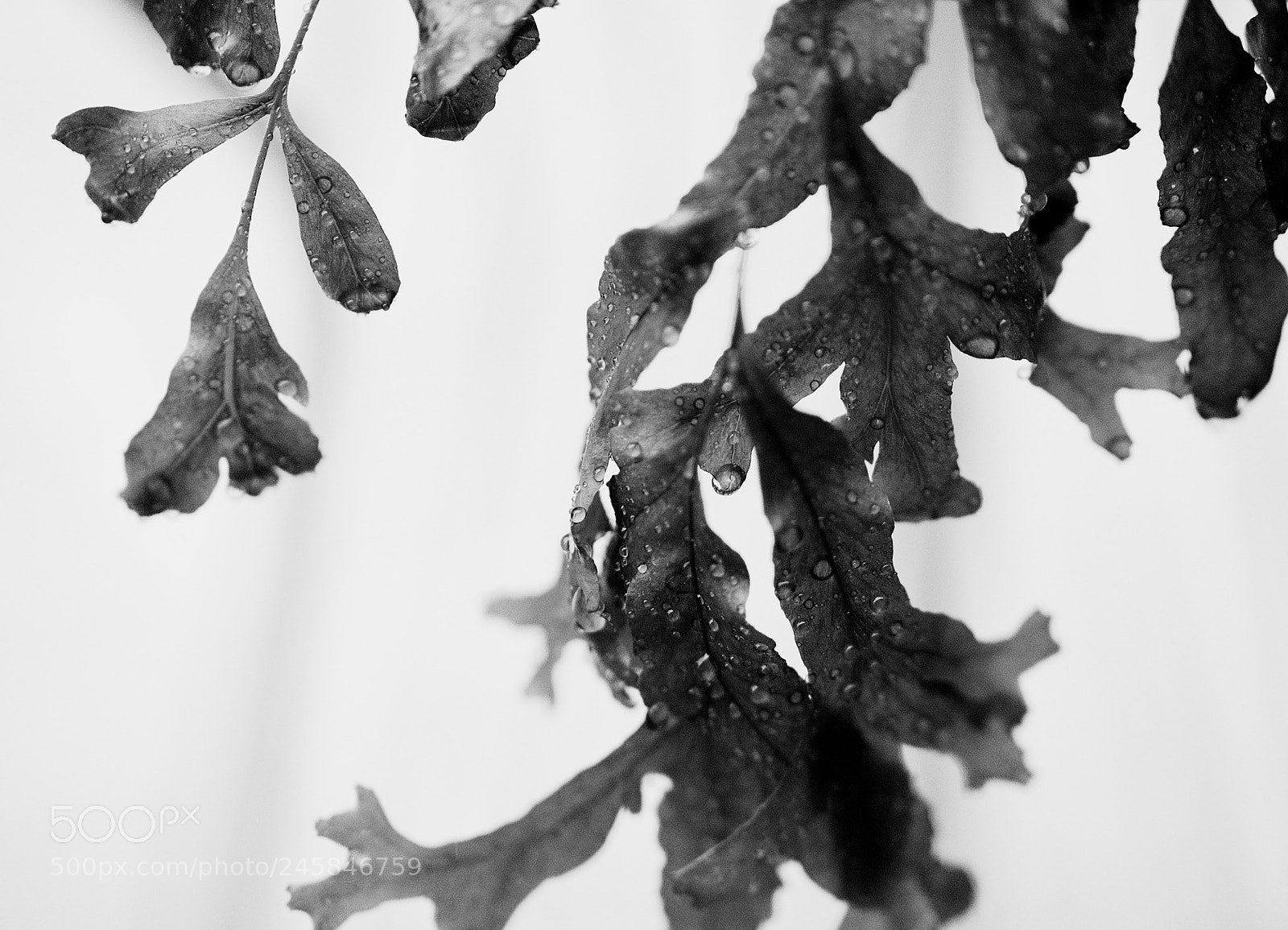 Fujifilm X-T10 sample photo. Water in monochrome photography