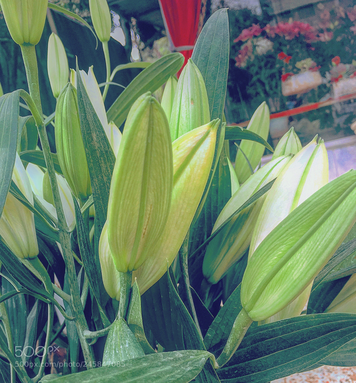 Apple iPhone 6s Plus sample photo. Untitled photography