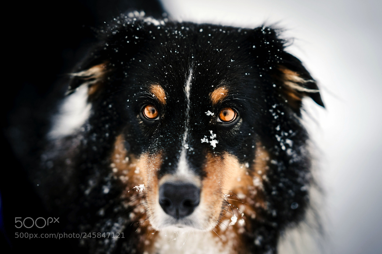 Sony a7 II sample photo. To melt away... photography