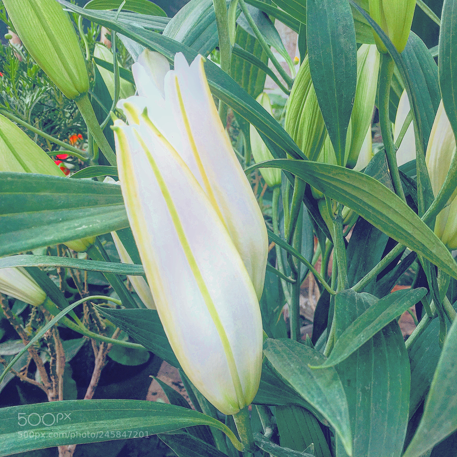 Apple iPhone 6s Plus sample photo. Untitled photography
