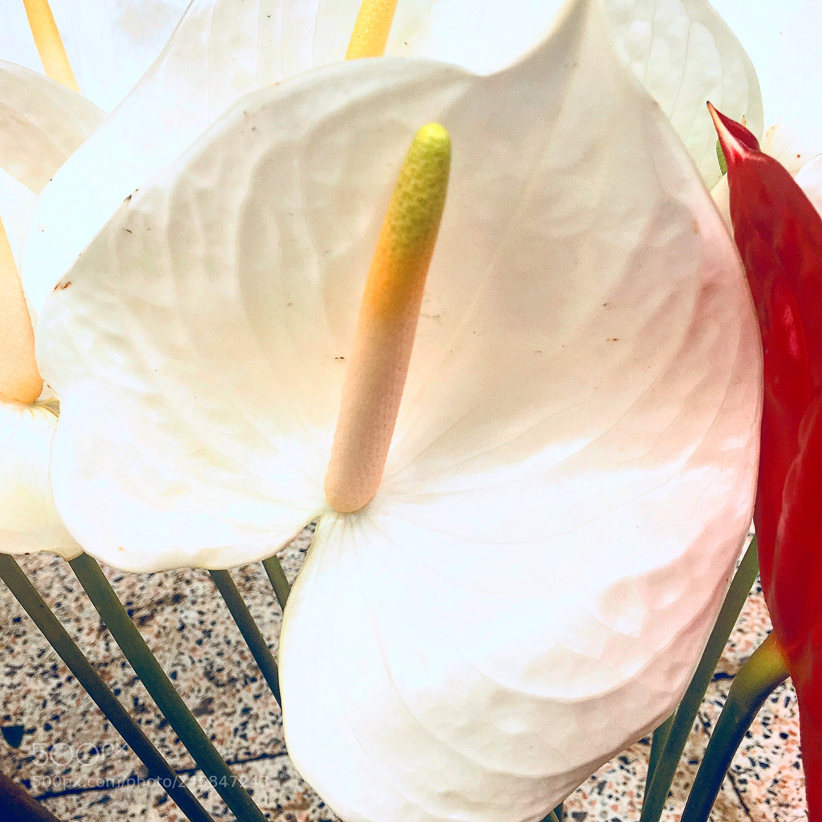 Apple iPhone 6s Plus sample photo. Untitled photography