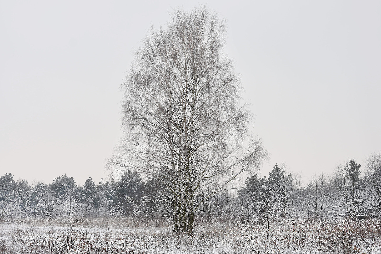 Nikon D7200 sample photo. Winter photography