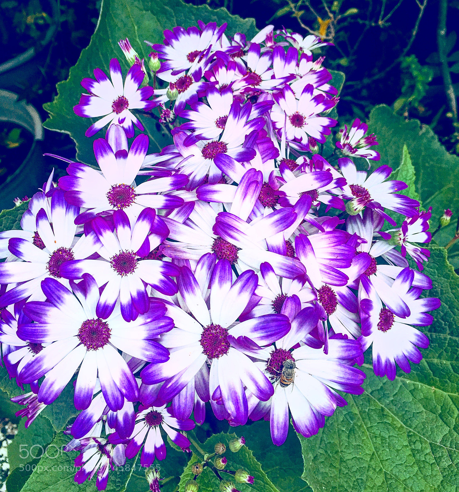 Apple iPhone 6s Plus sample photo. Untitled photography