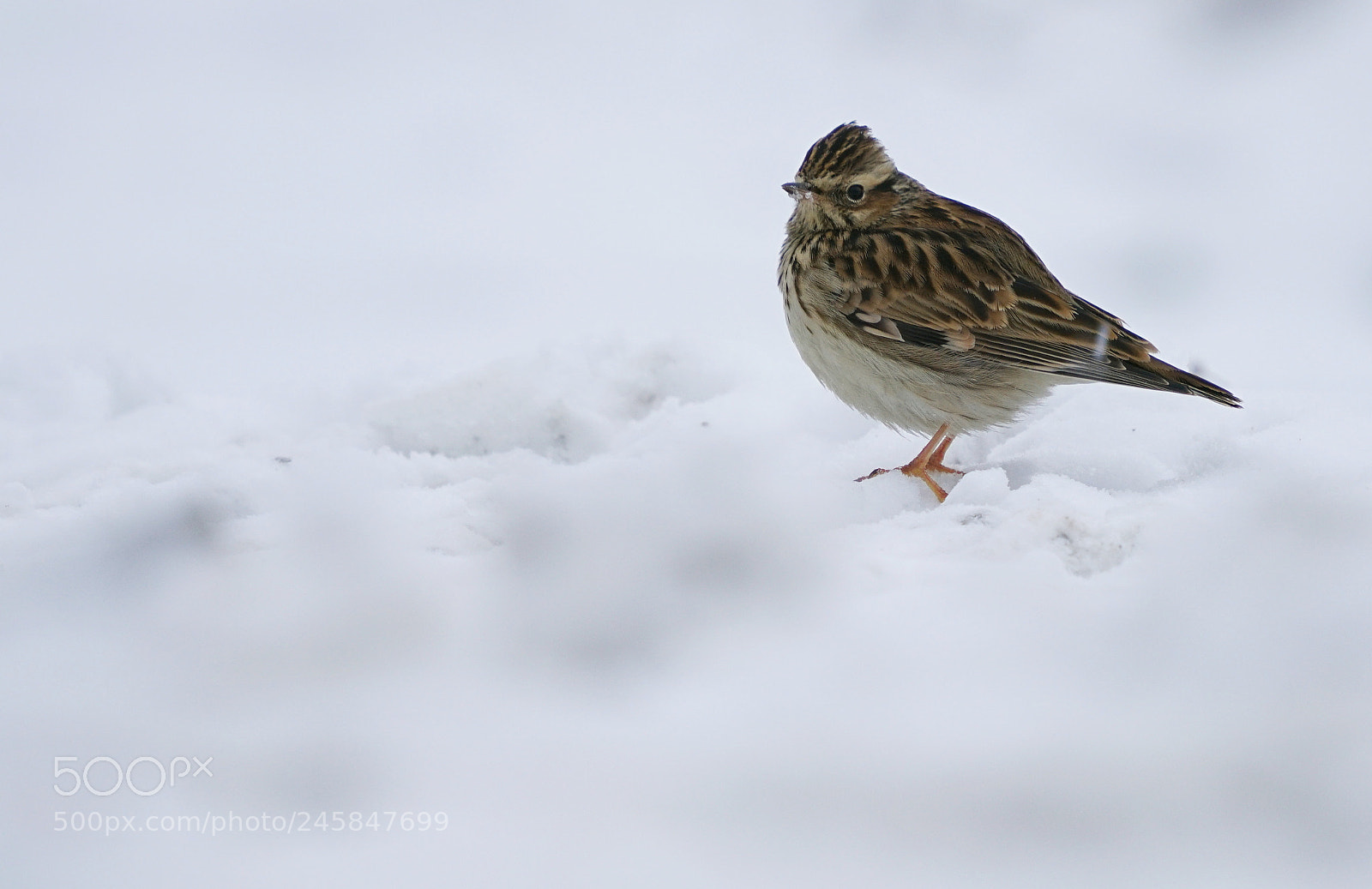 Sony a7R II sample photo. Early migrator photography