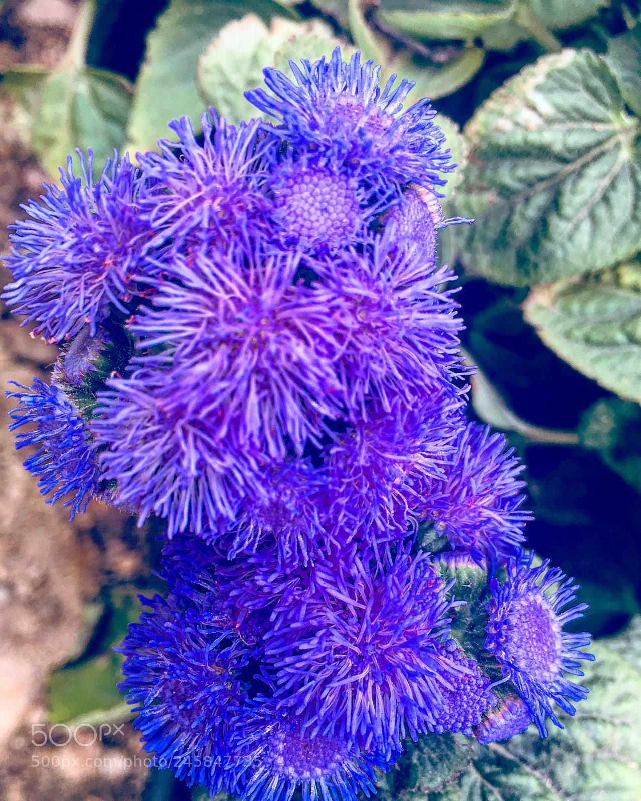 Apple iPhone 6s Plus sample photo. Untitled photography