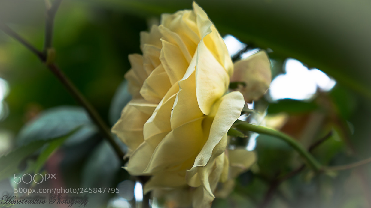 Sony Alpha NEX-F3 sample photo. Dsc photography