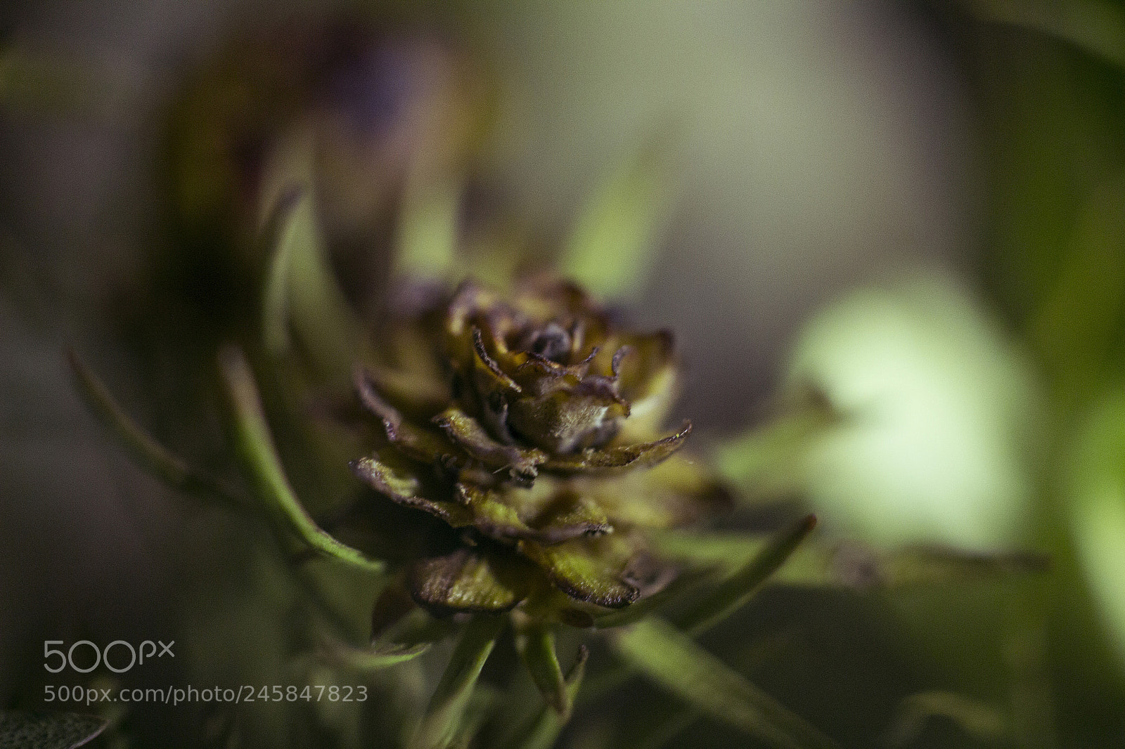 Canon EOS 60D sample photo. 401 photography