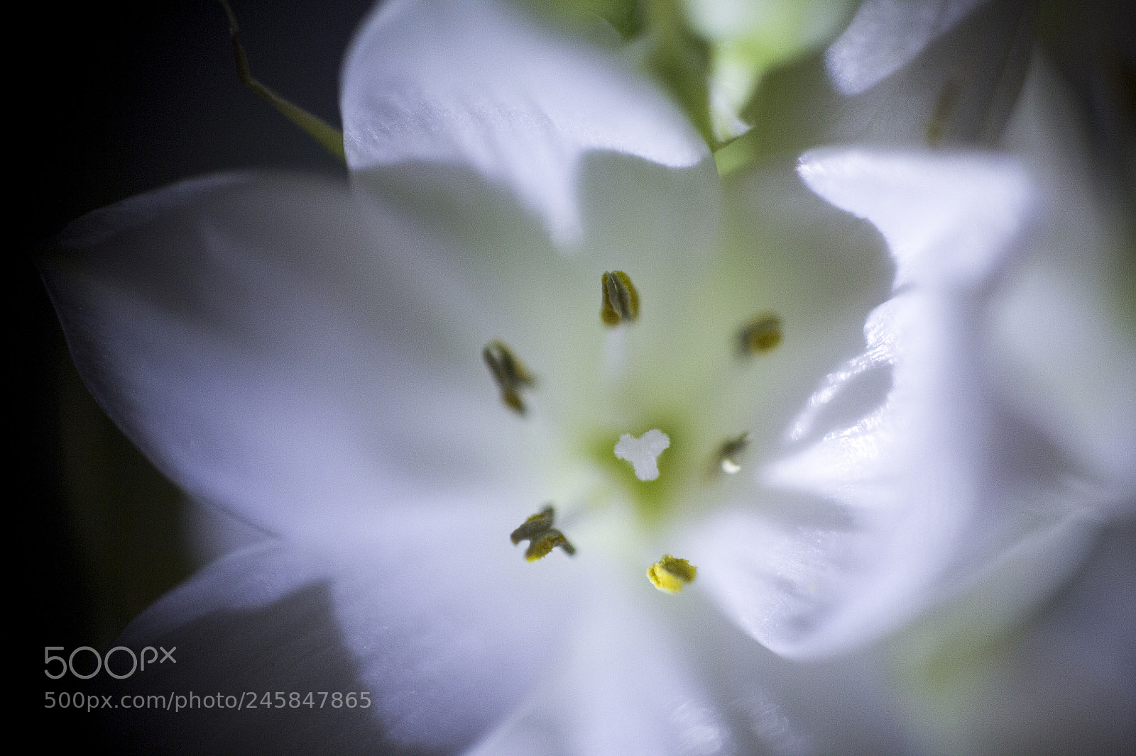 Canon EOS 60D sample photo. 405 photography
