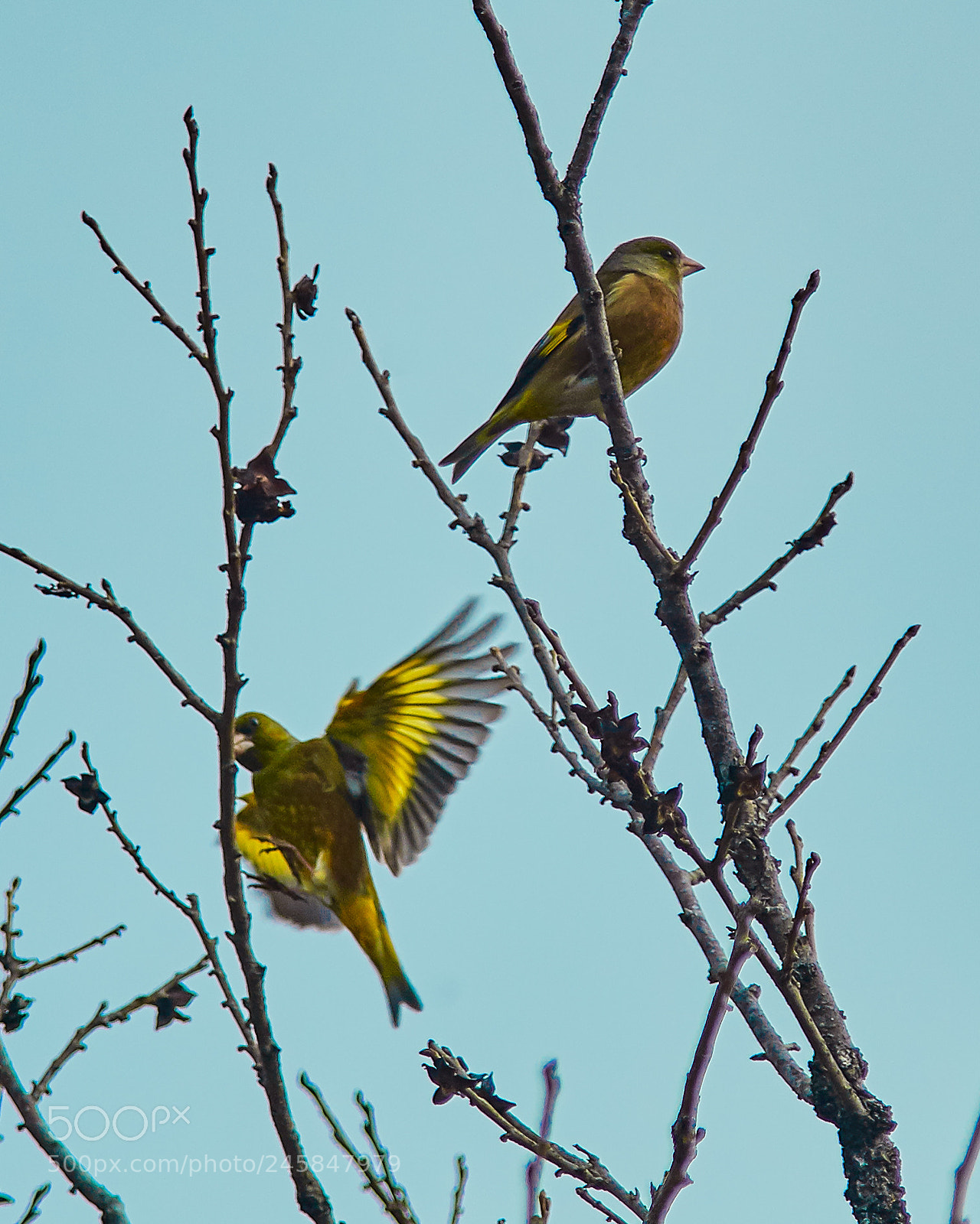 Nikon D500 sample photo. Yellow wing photography