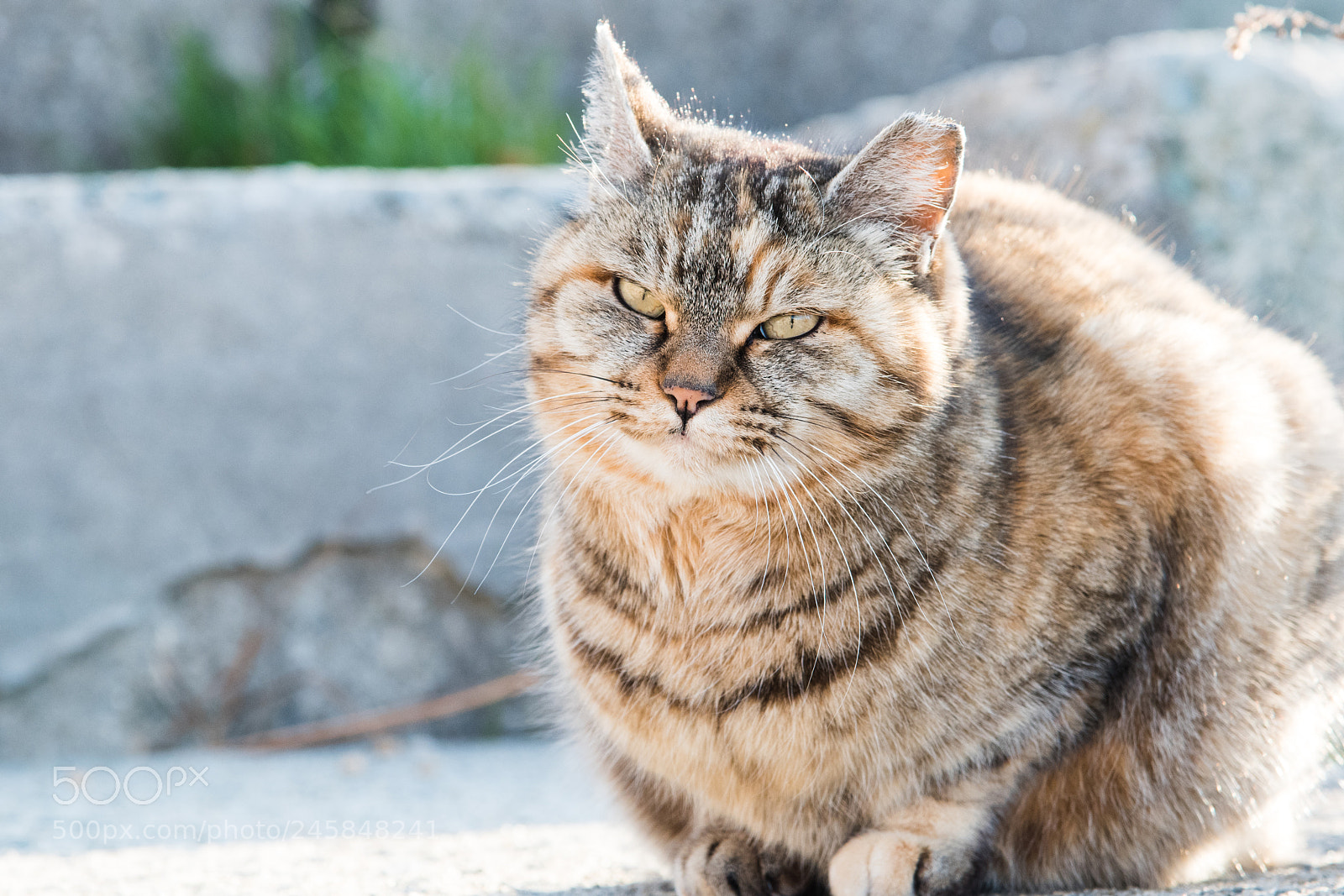 Nikon D810 sample photo. Small wild life photography