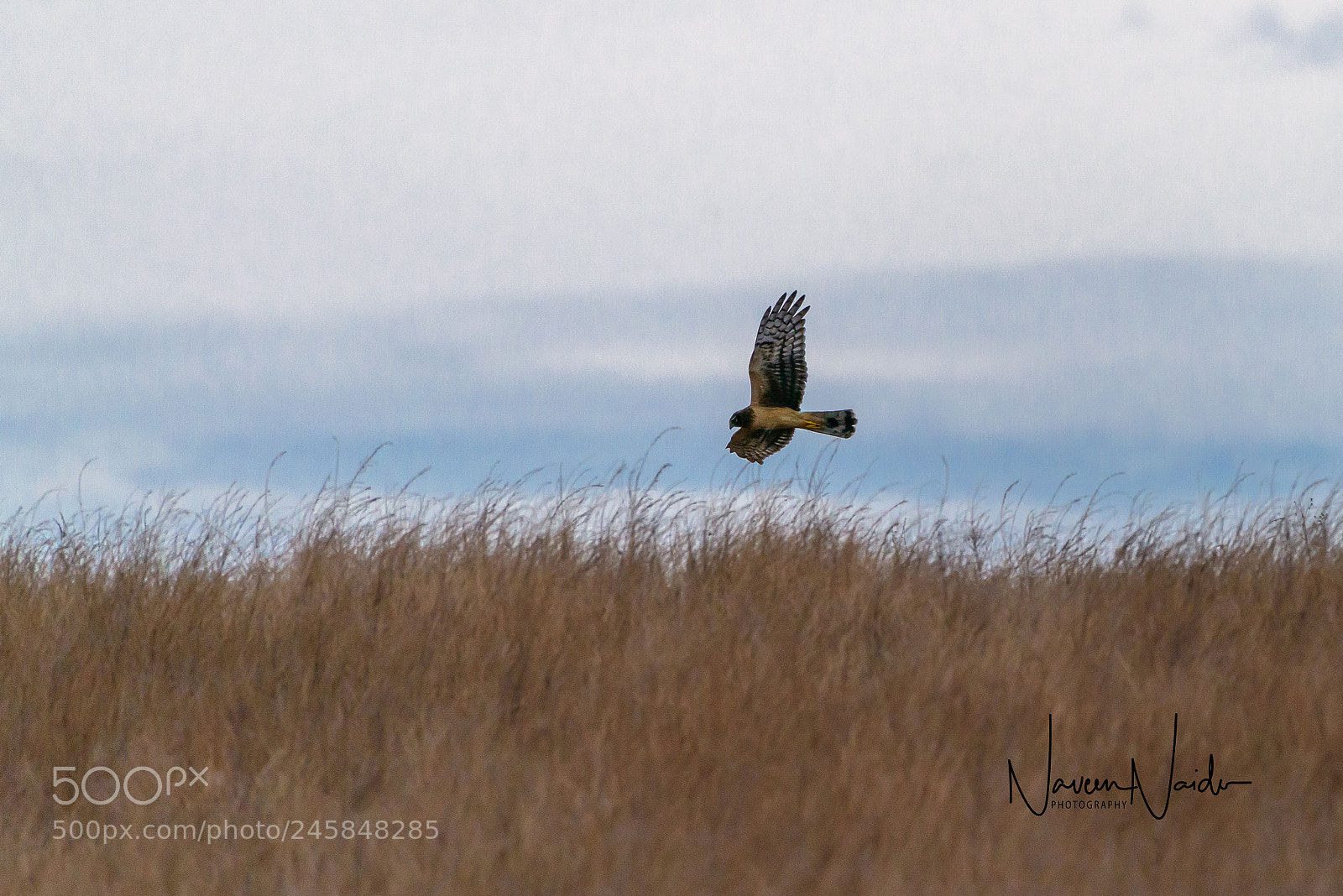 Nikon D800 sample photo. Harrier in flight photography