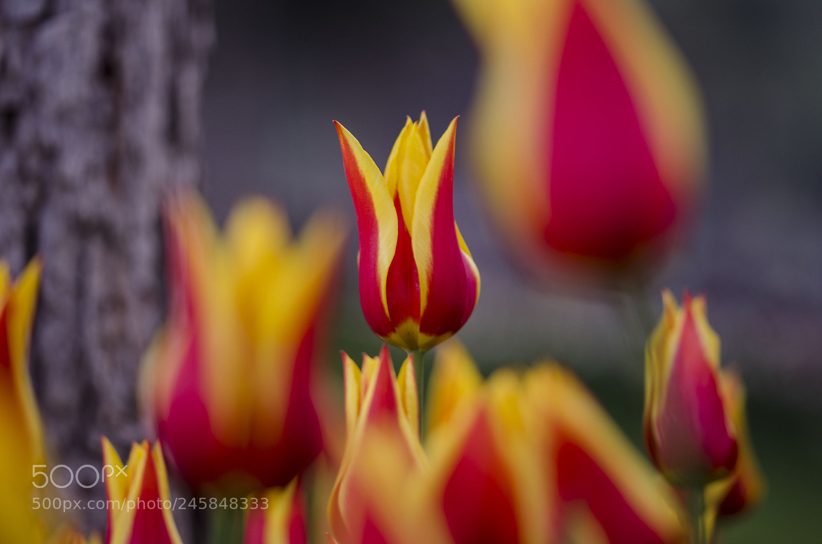 Nikon D5100 sample photo. Tulip photography