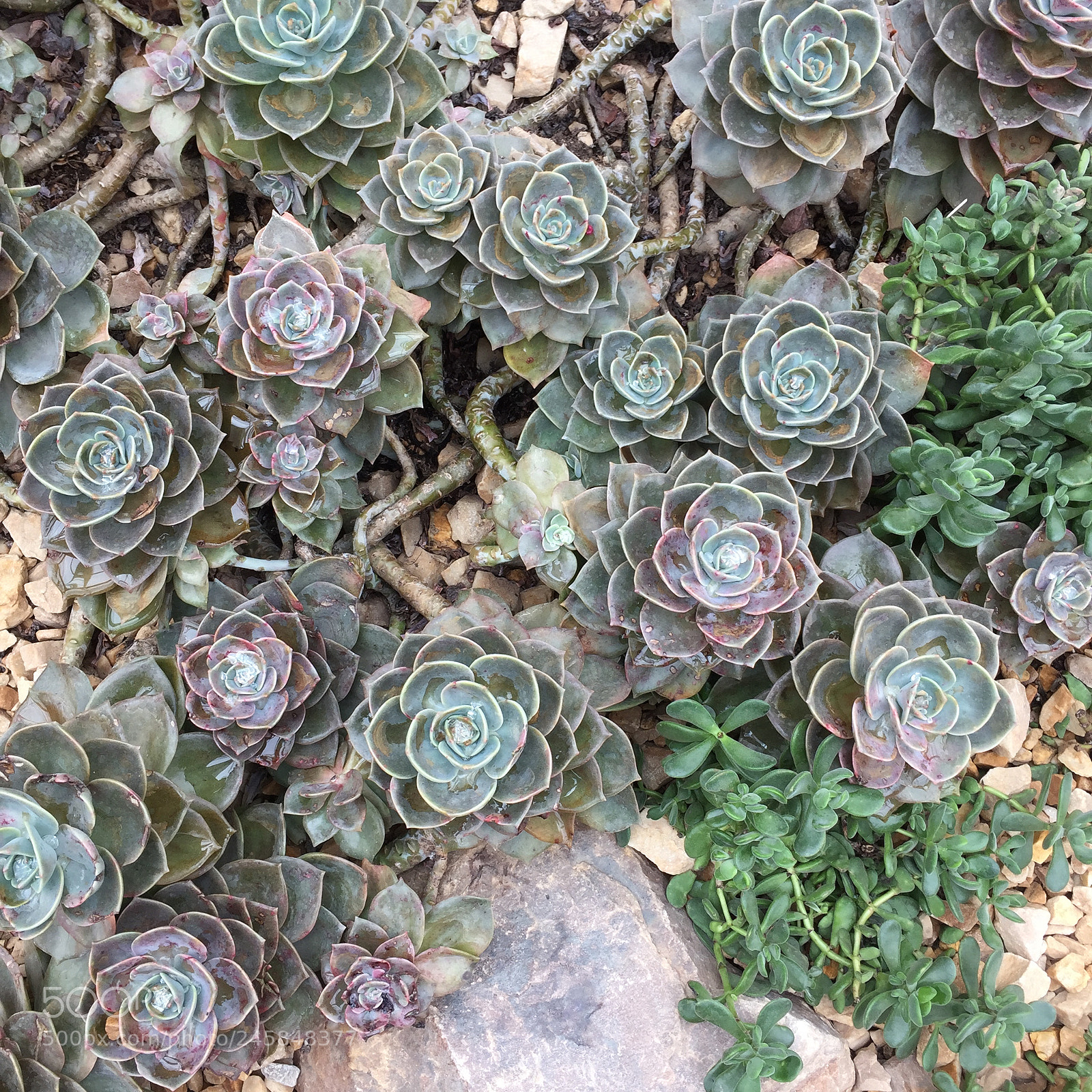 Apple iPhone 6 sample photo. Breath easy photography