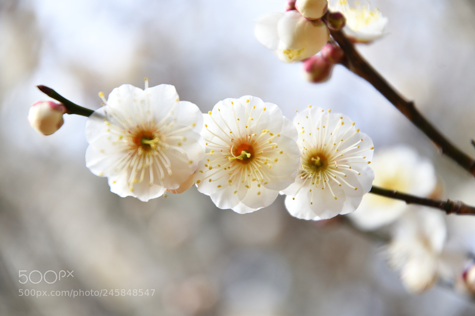 Nikon D500 sample photo. Plum photography