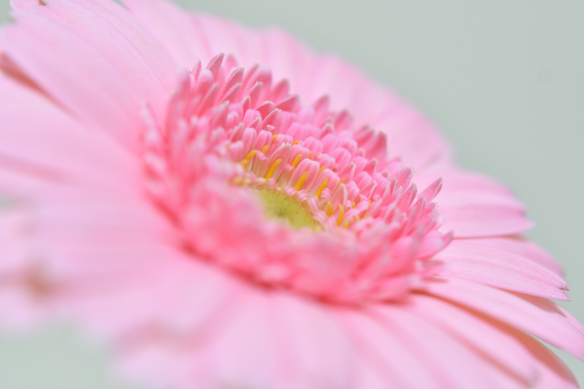 Nikon AF-S Micro-Nikkor 60mm F2.8G ED sample photo. Garbera photography