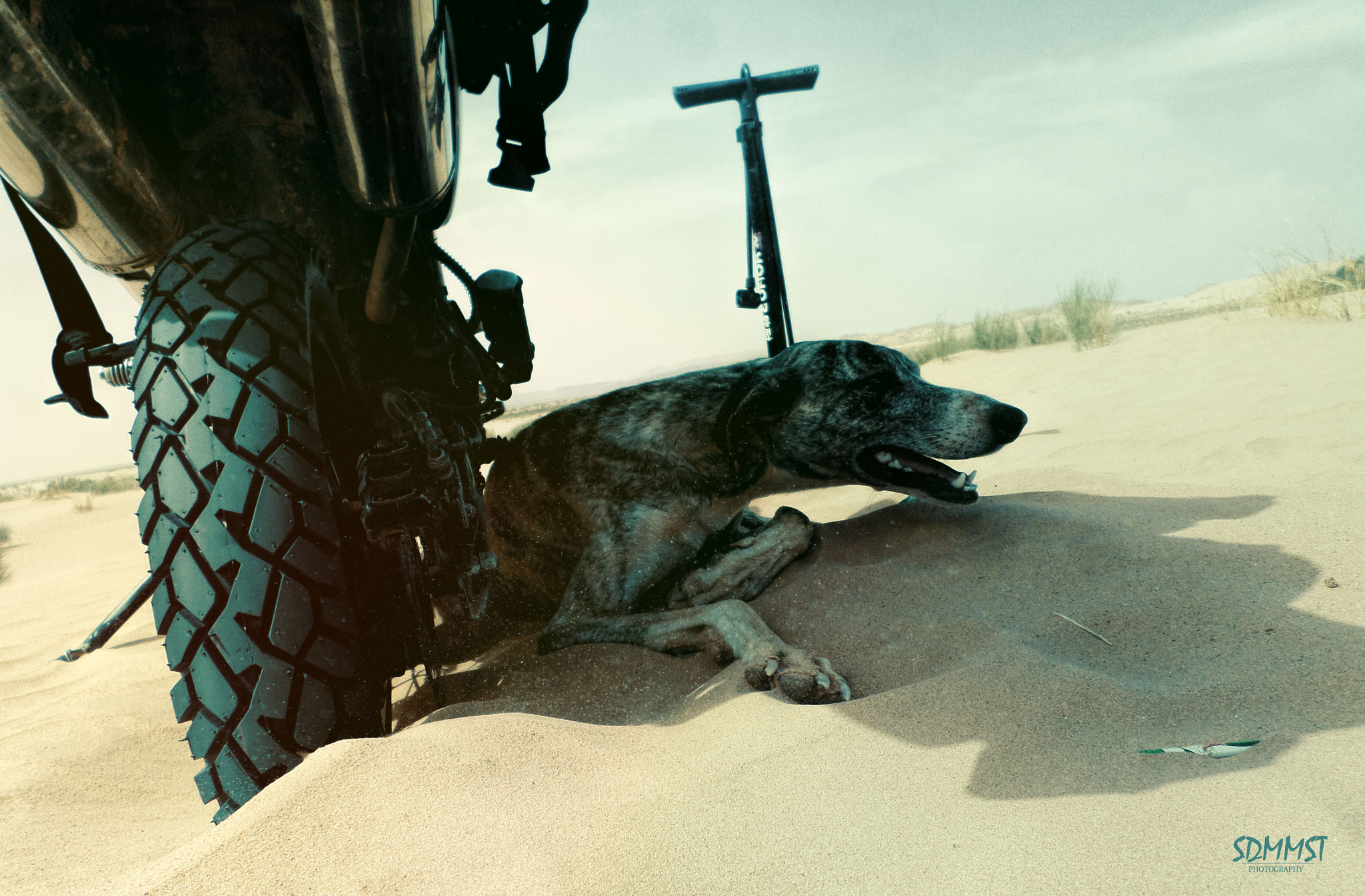 Samsung DV150F/DV151F/DV155F sample photo. Hunting dog from desert photography