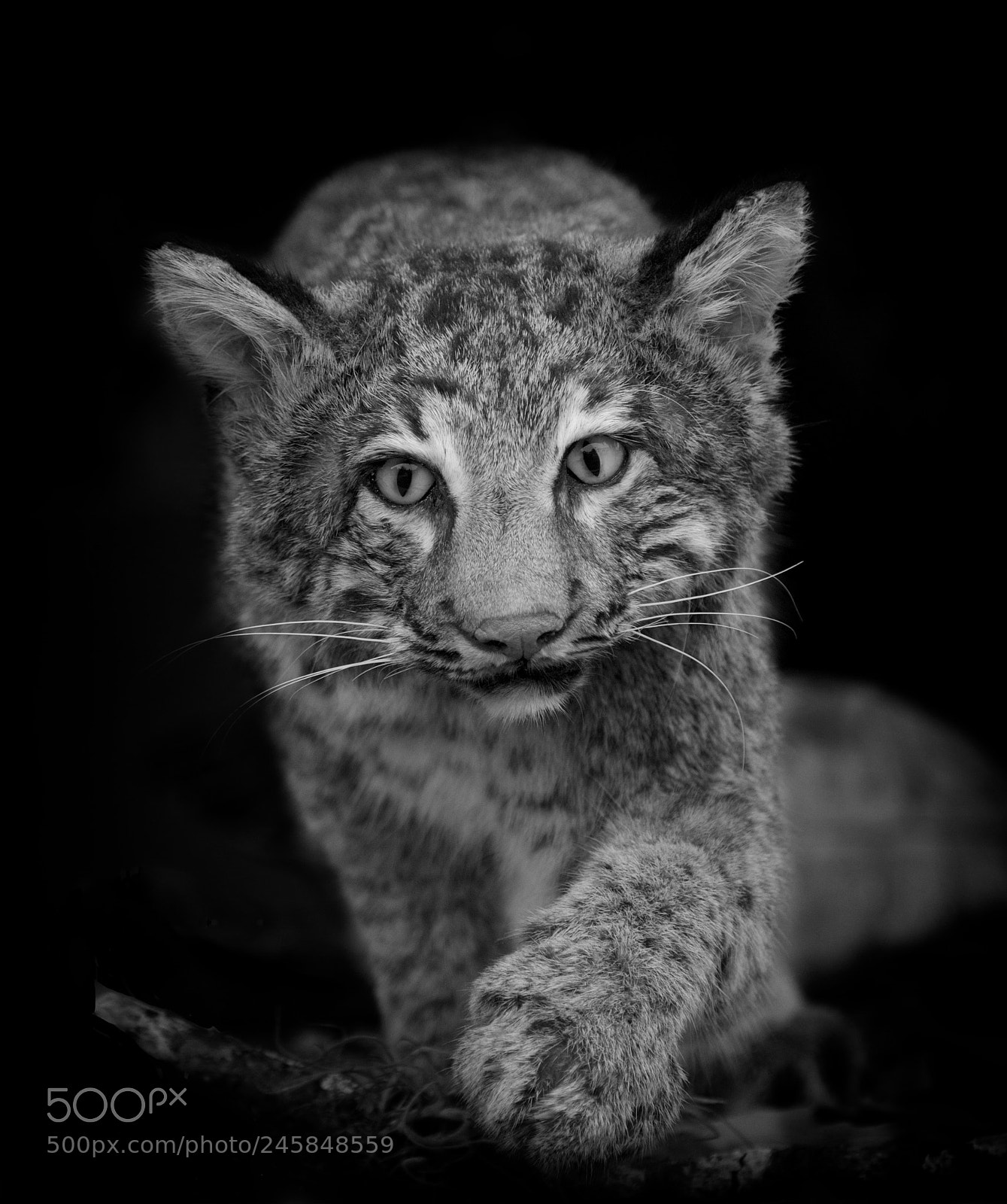 Canon EOS 7D Mark II sample photo. Stalking bobcat photography