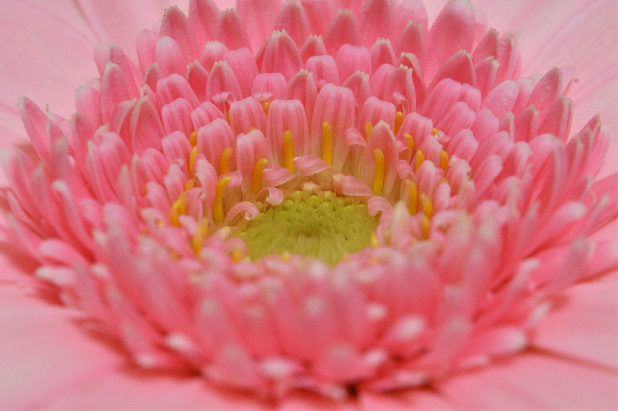 Nikon D500 sample photo. Micro world of flower photography