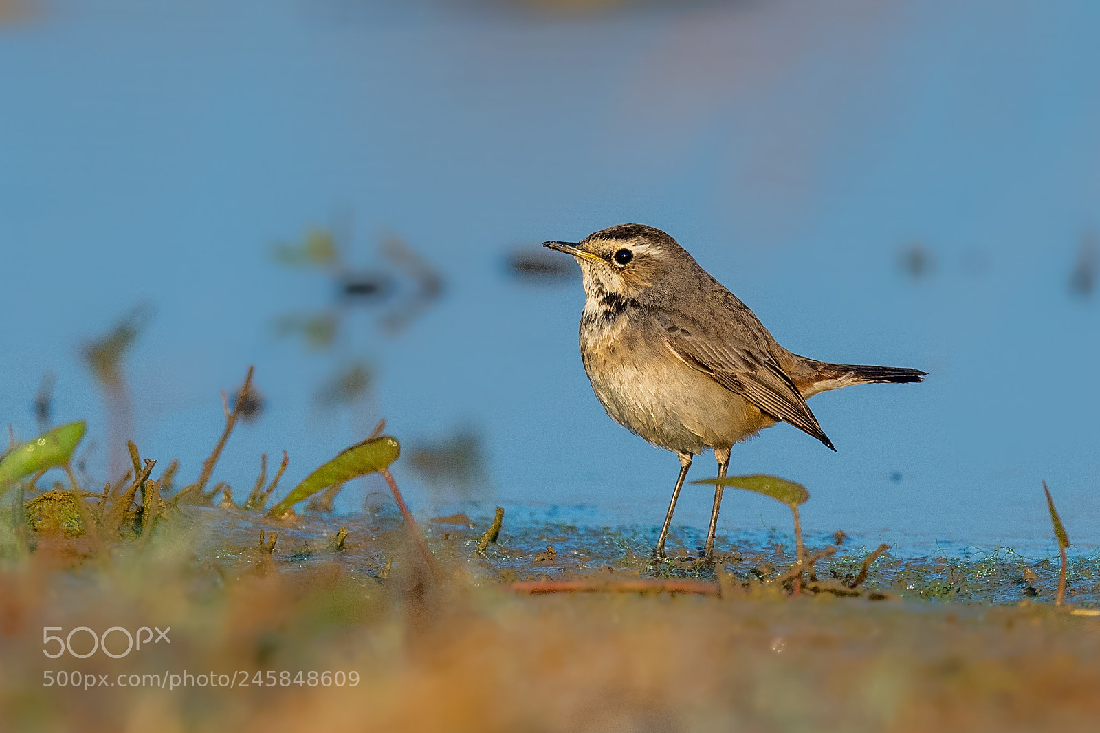 Nikon D500 sample photo. Bluethroat photography