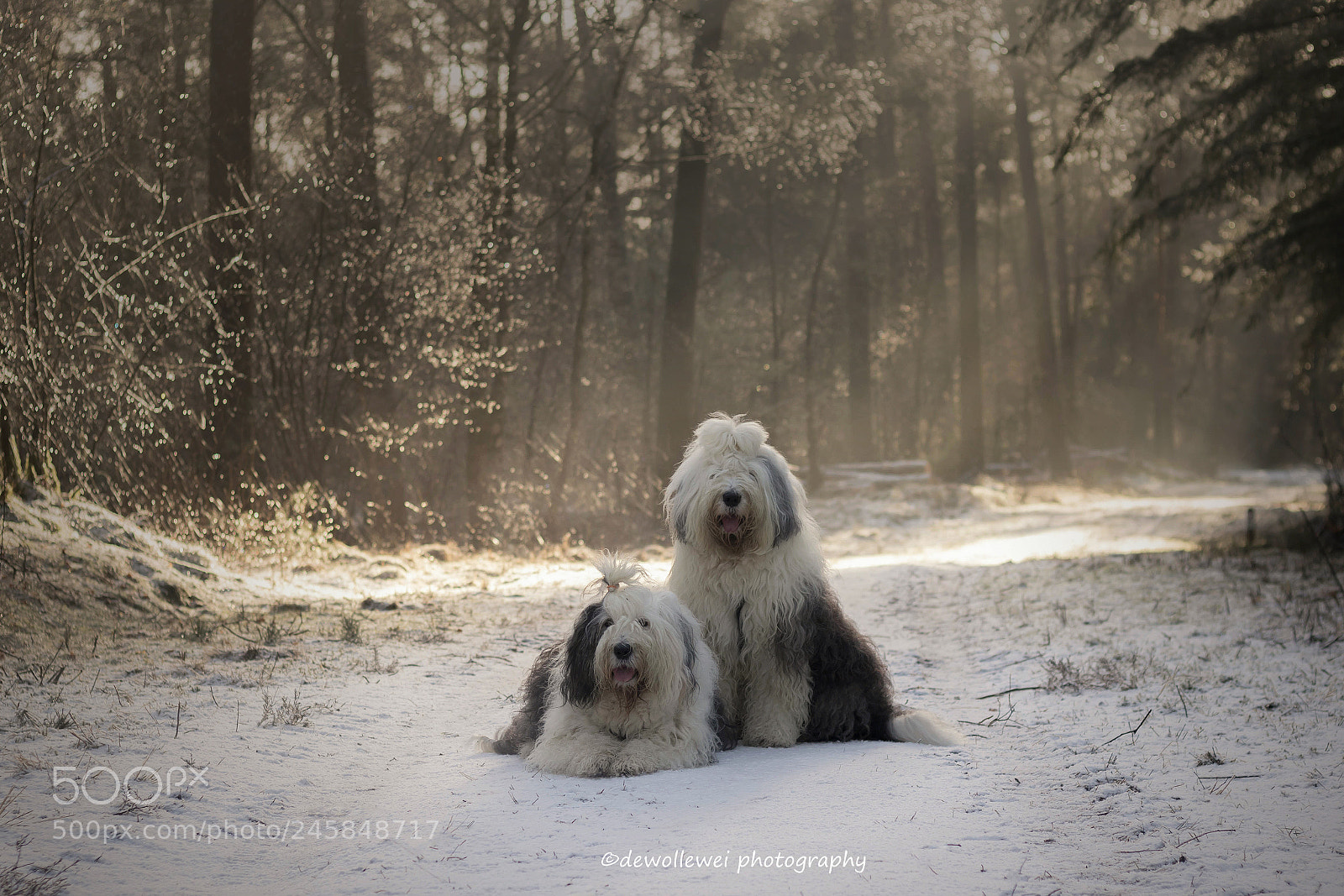 Canon EOS 7D Mark II sample photo. Winter scenery photography