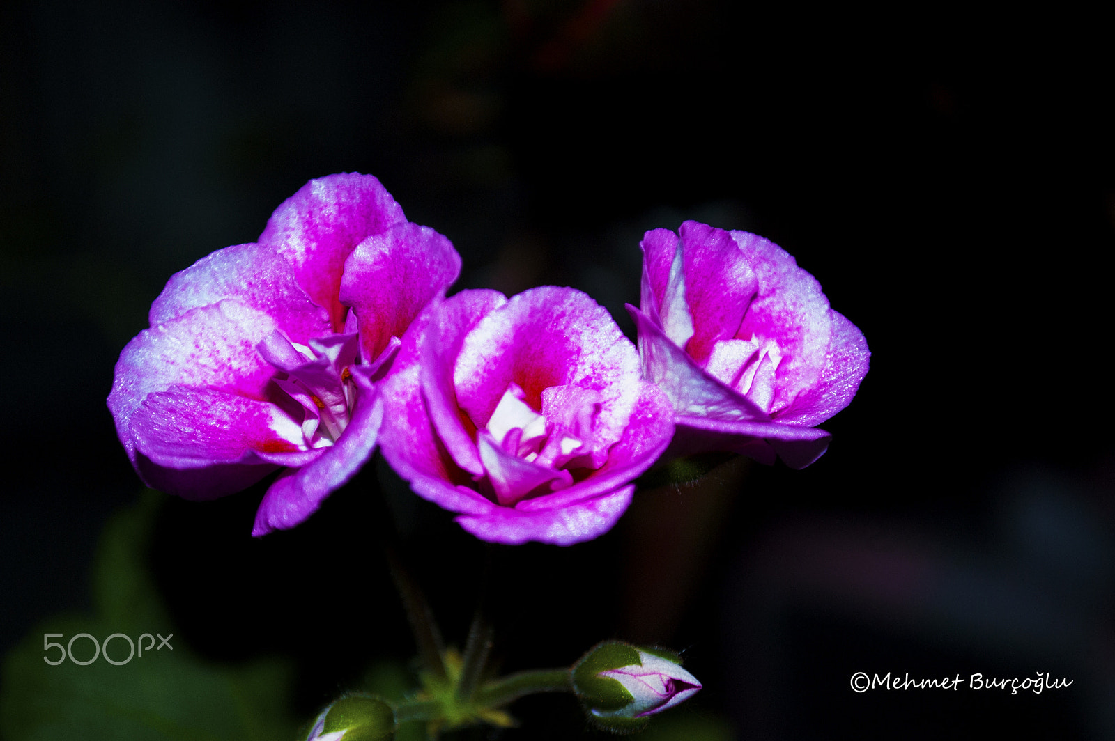 Nikon D100 sample photo. Pink flower photography
