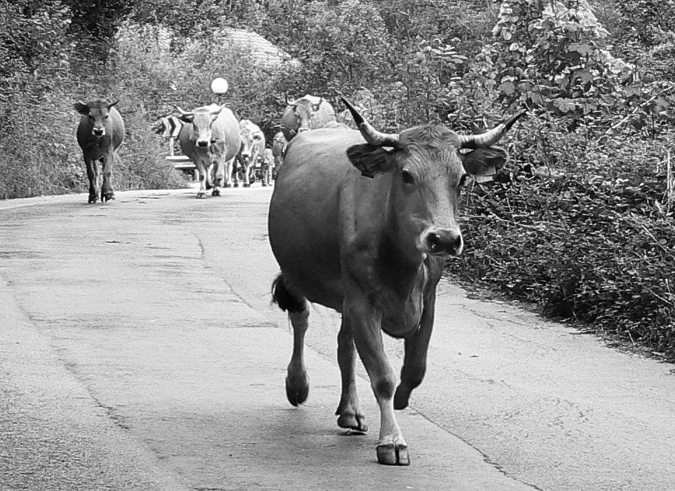 Panasonic DMC-FZ7 sample photo. Spanish cow photography