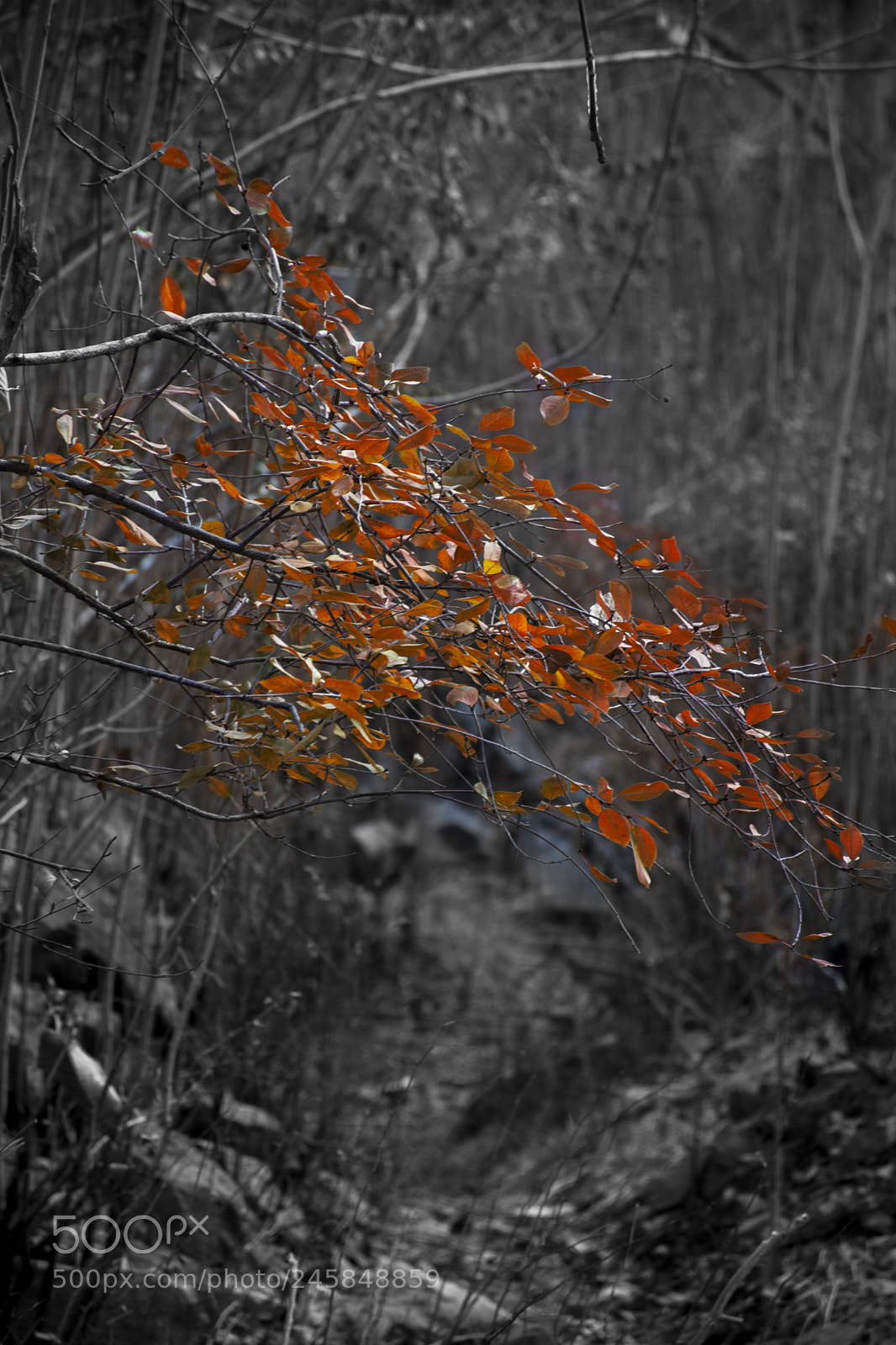 Nikon D7200 sample photo. • difference • photography