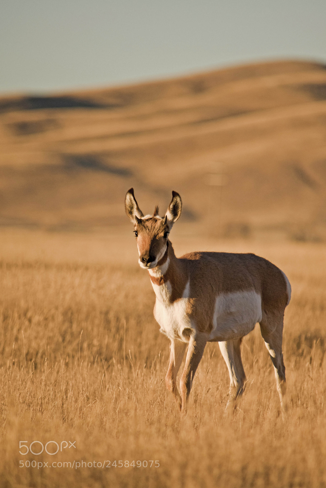 Nikon D810 sample photo. Pronghorn photography